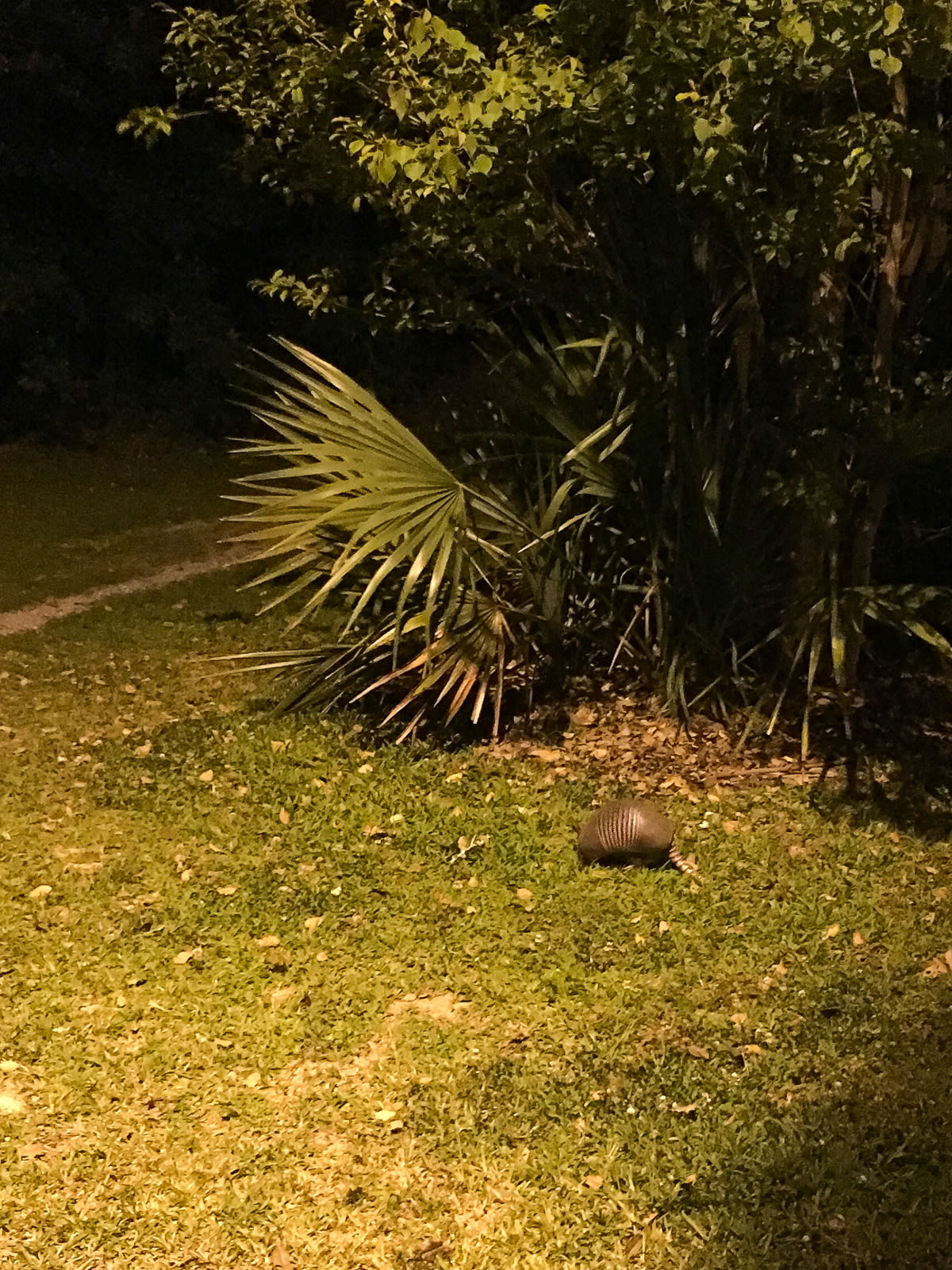 ARMADILLO in Palmetto Island State Park.