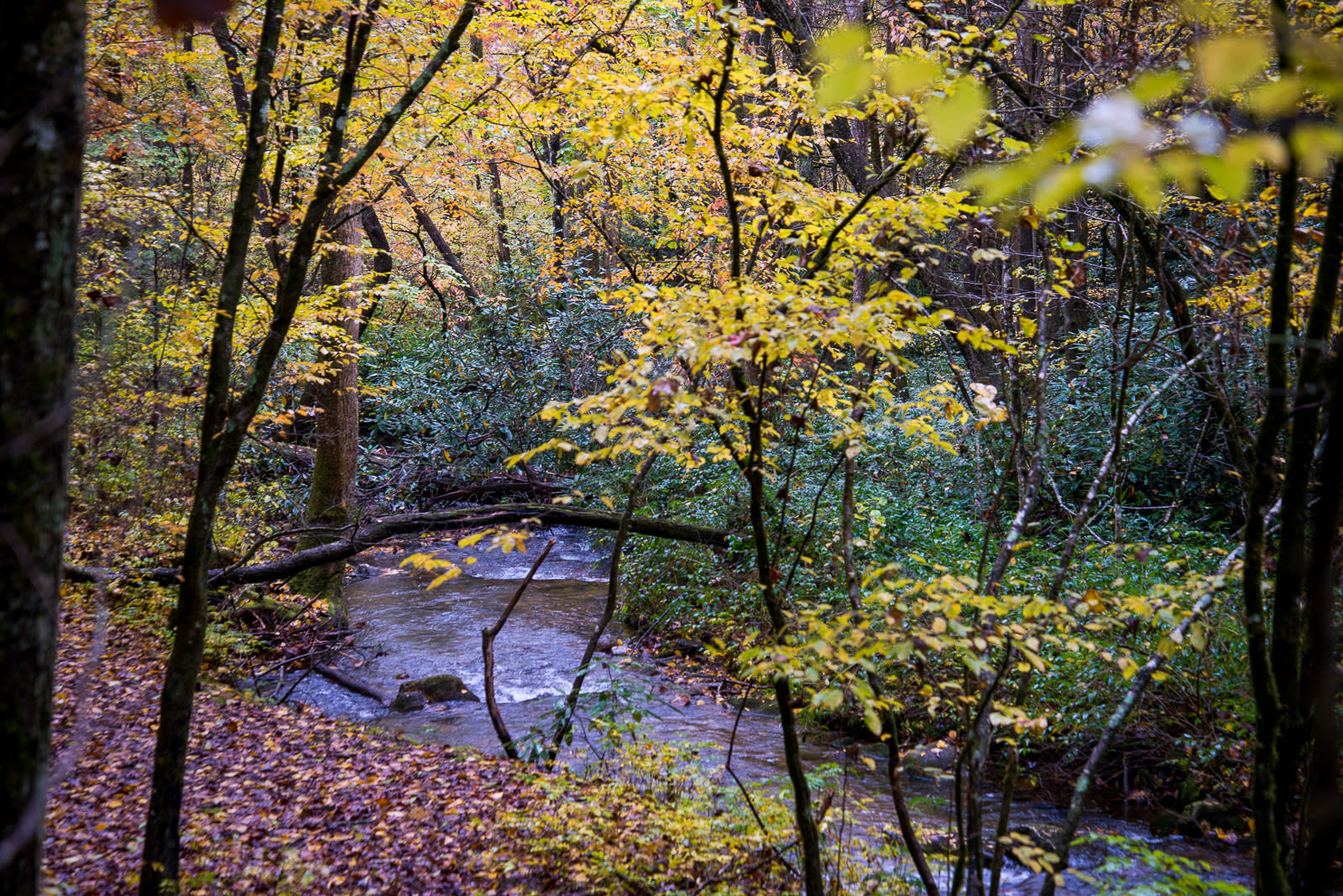 The creek, just steps away. The creek crossing at Kuykendall Group Camp