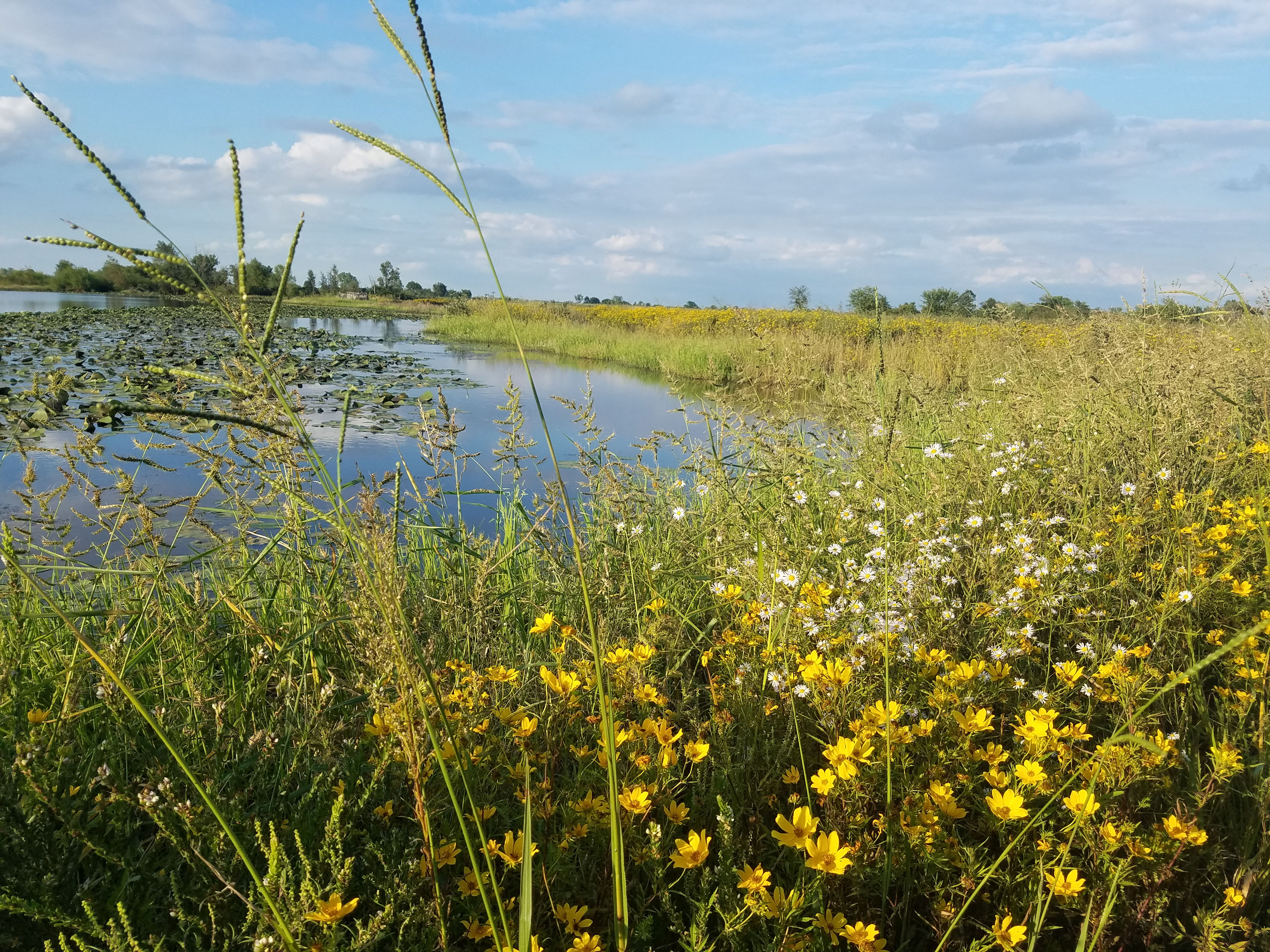 Late summer bloom along the edge for the pond.