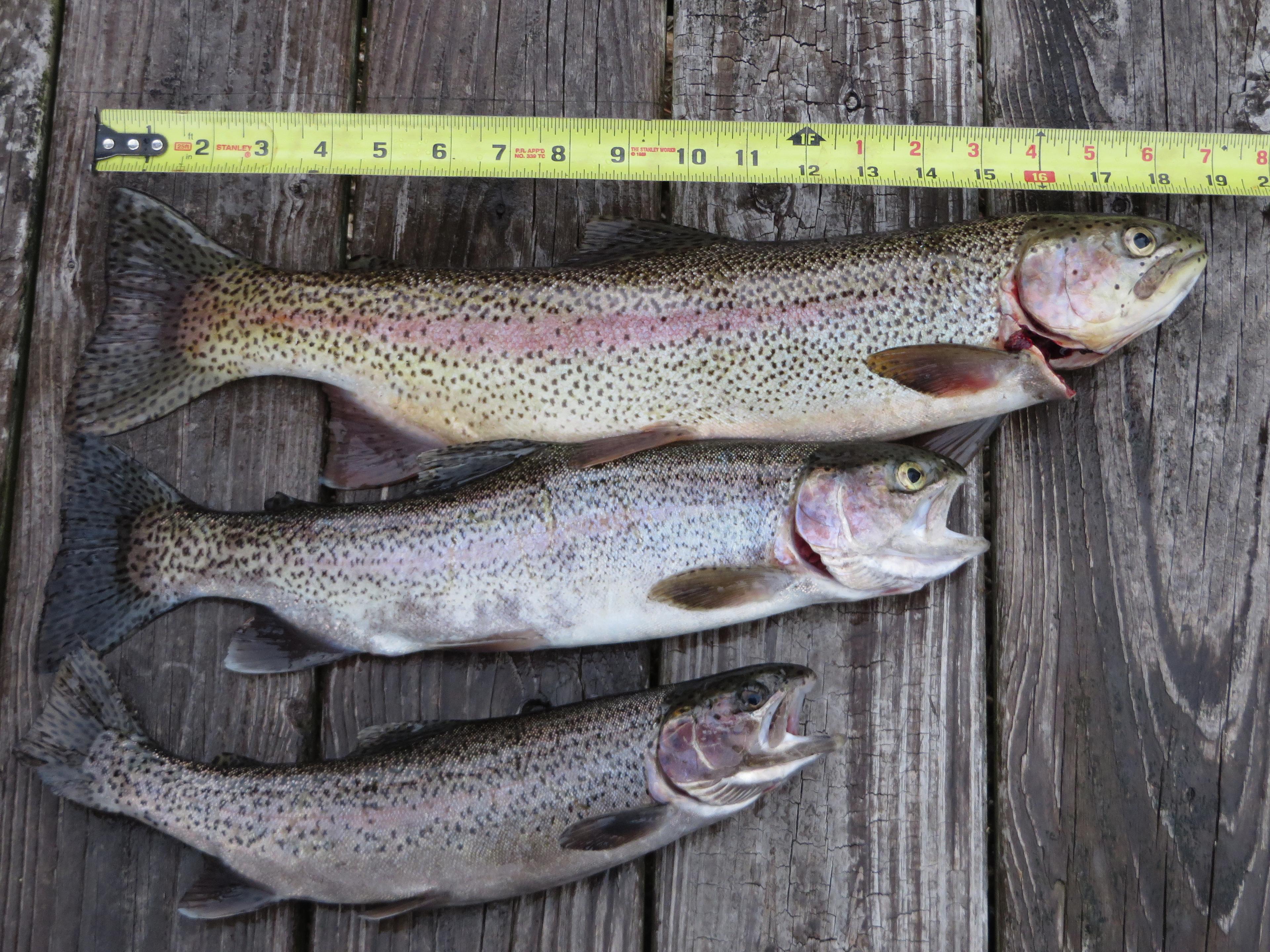 Fresh fish for the grill! Awesome trout fishing!