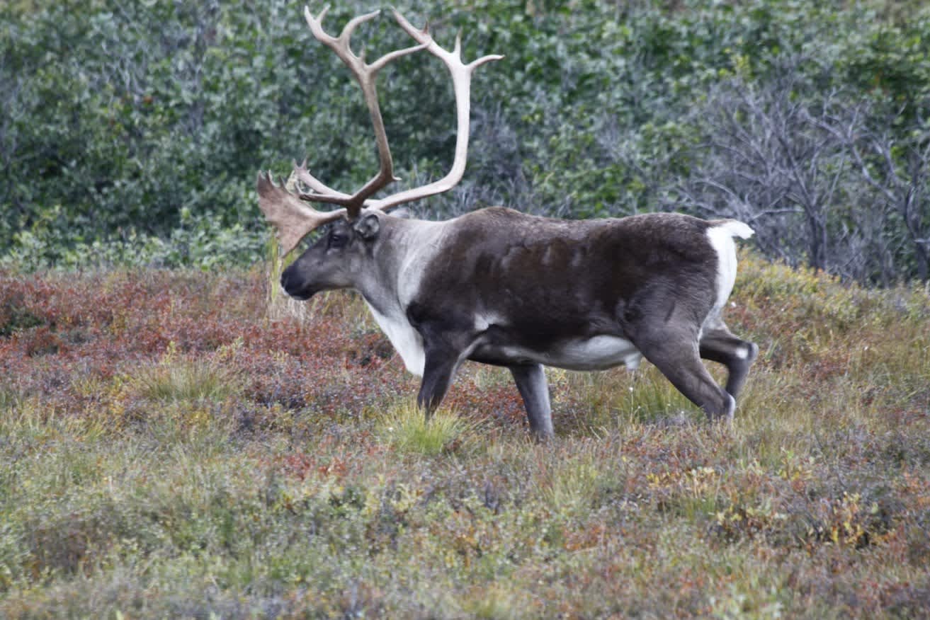 Caribou on the drive out to Wonder Lake