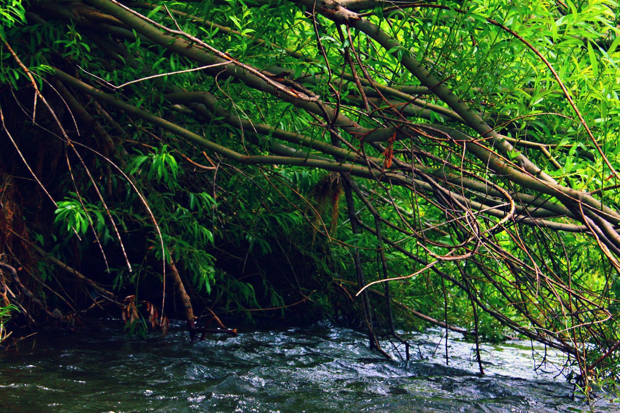 Grapevine Campground