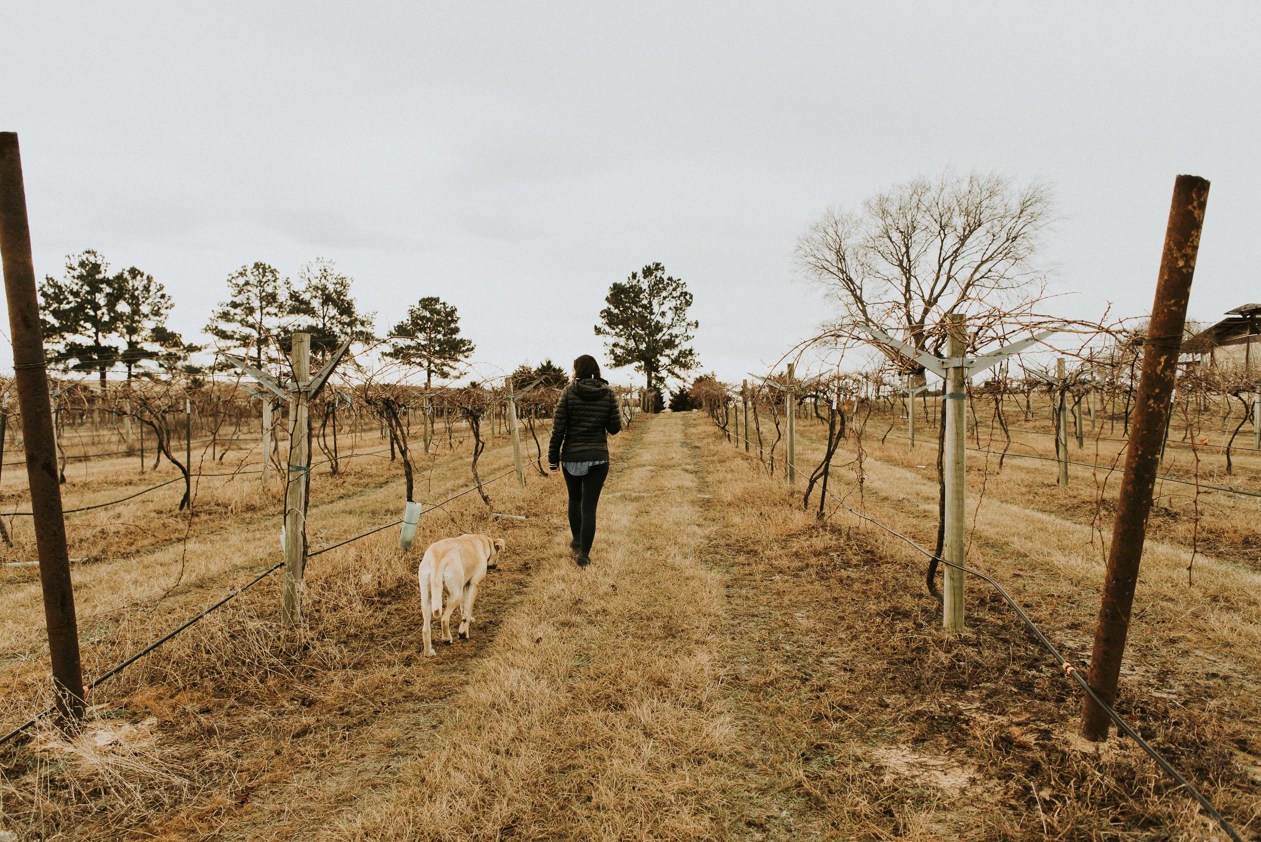 Tara Vineyard & Winery estate