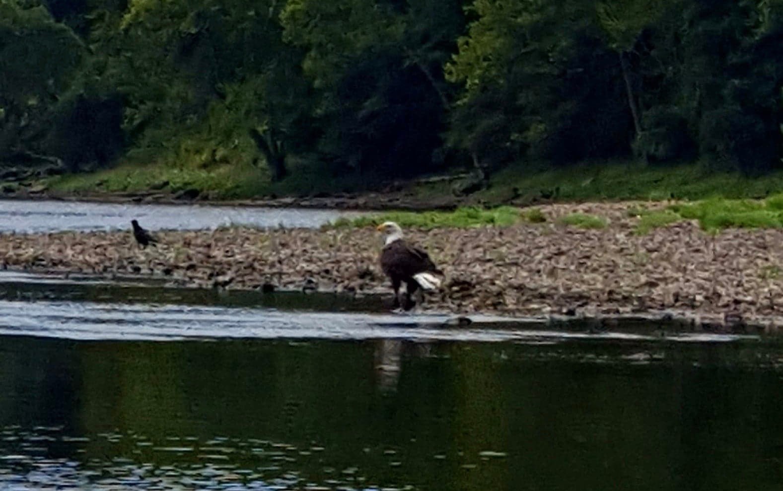 Bald Eagles abound here, see these on kayak floats down river