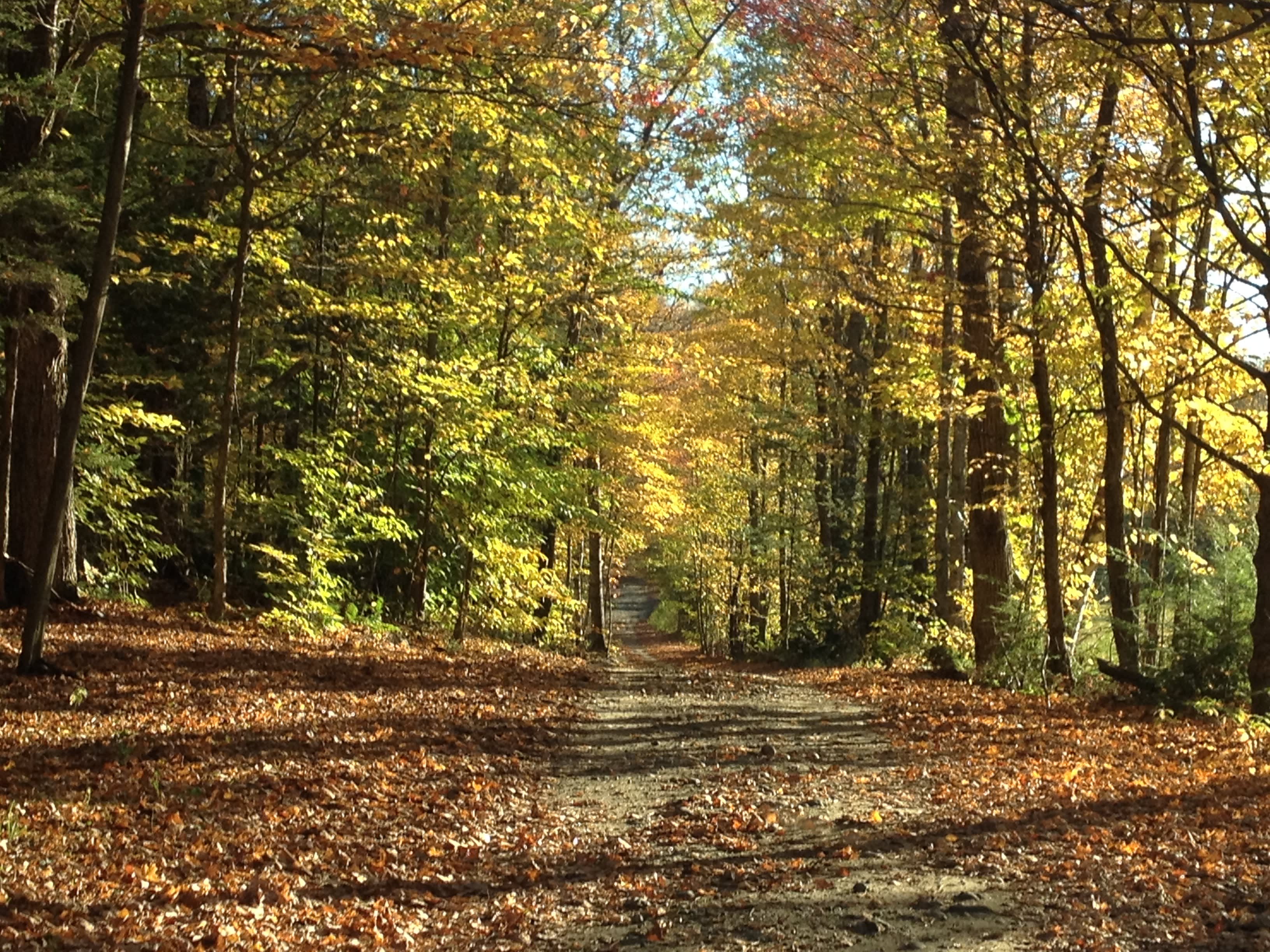 Sugar Wood Meadow Camping
