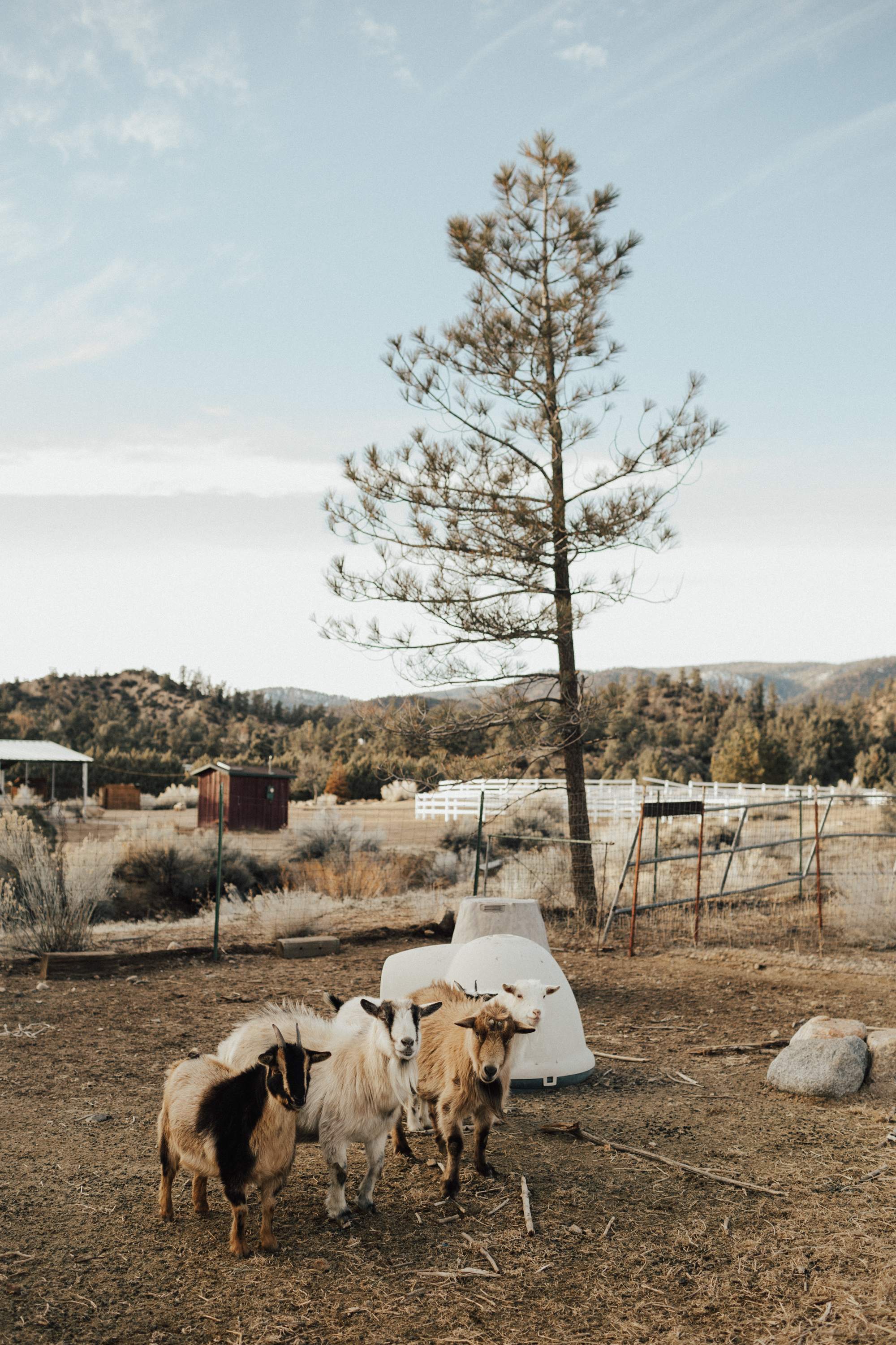 Peaceful Mountain Cabin