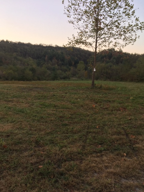 Eastern Bluebird nest box