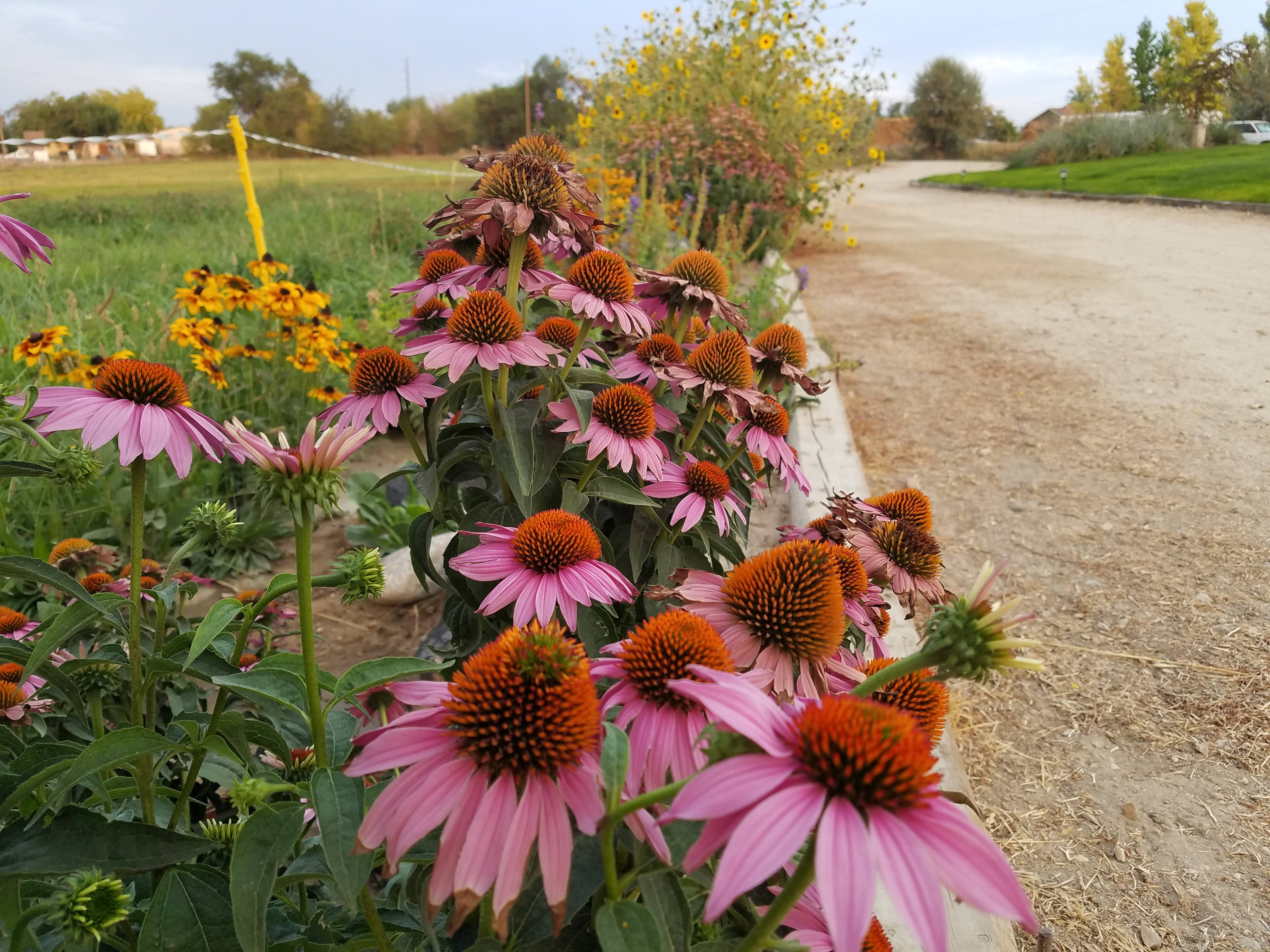 Our beautiful pollinator hedgerow is composed of drought tolerant flowers and offers habitat for native pollinating insects.