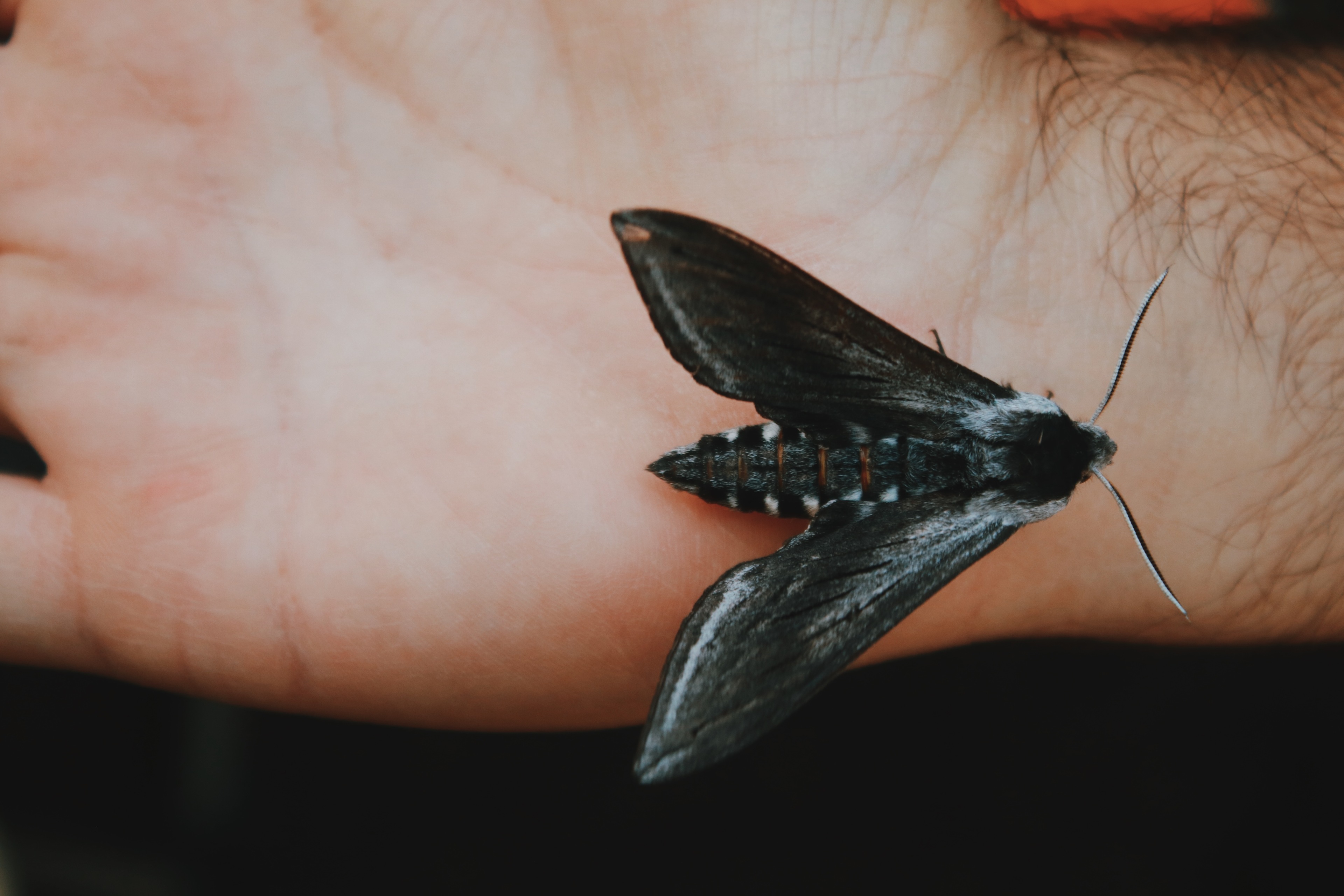 Wallowa Lake Campground