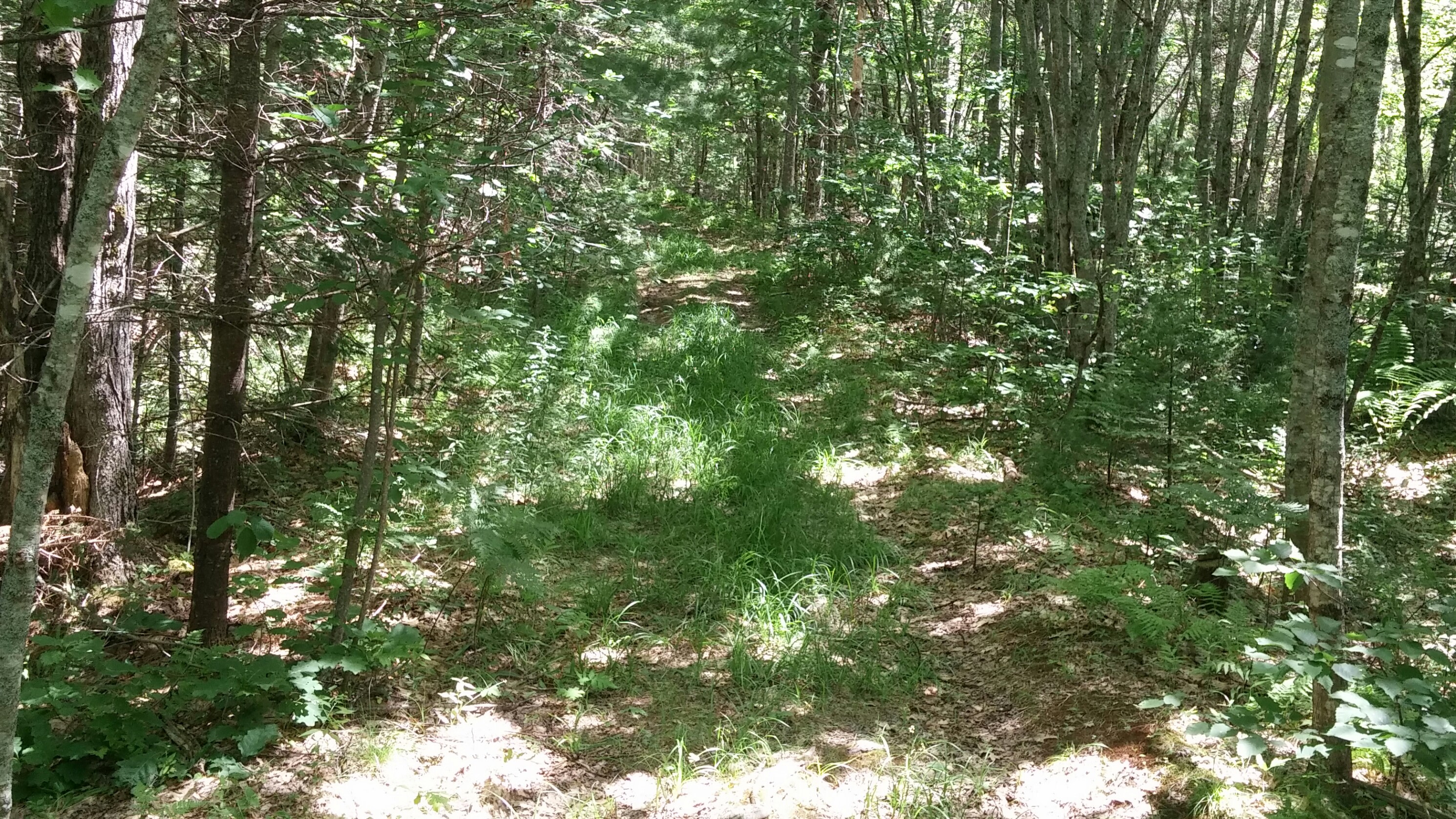 one of the many wooded trails right out your door