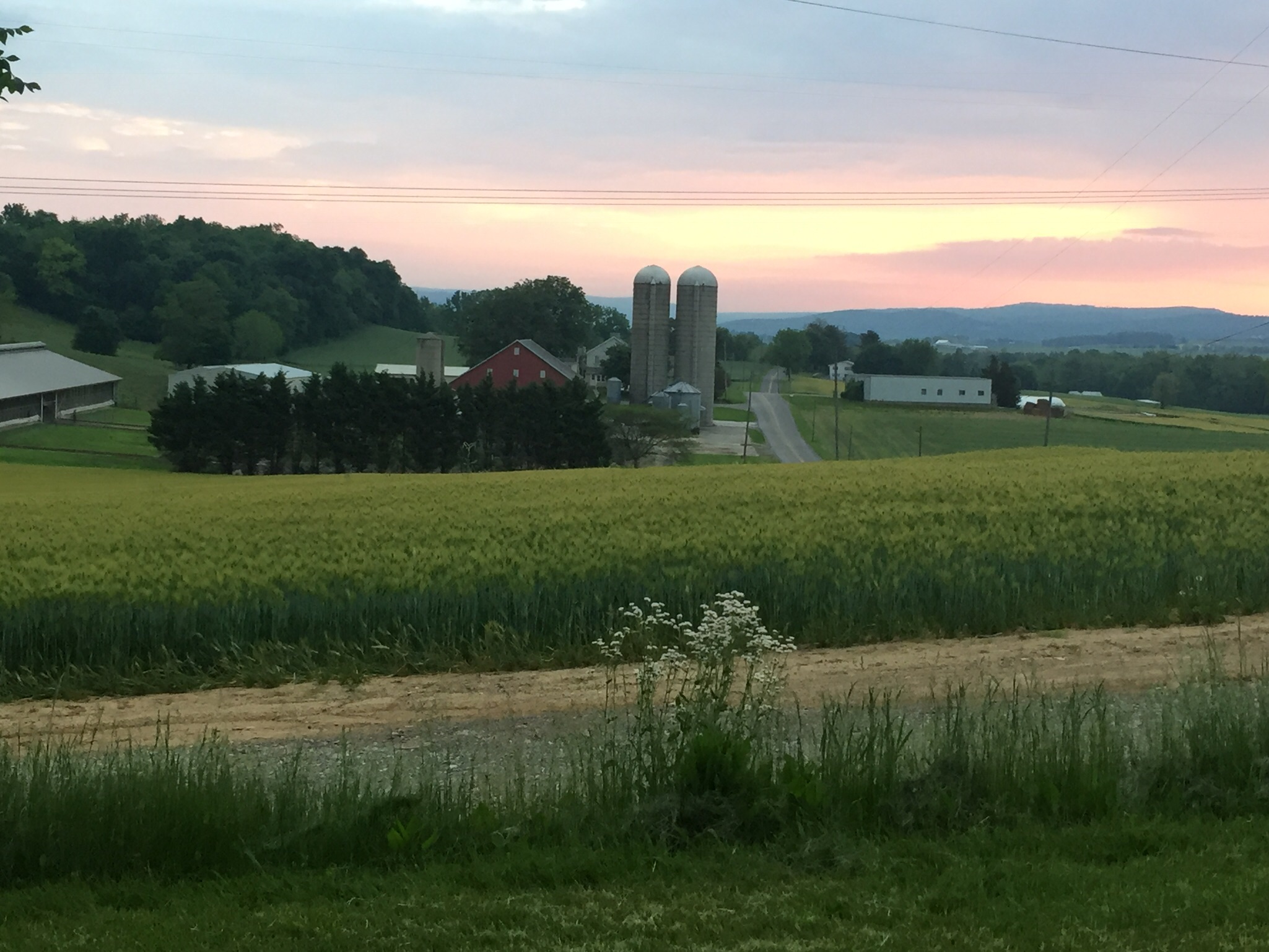 Mennonite nxt door neighbor's Dairy Farm