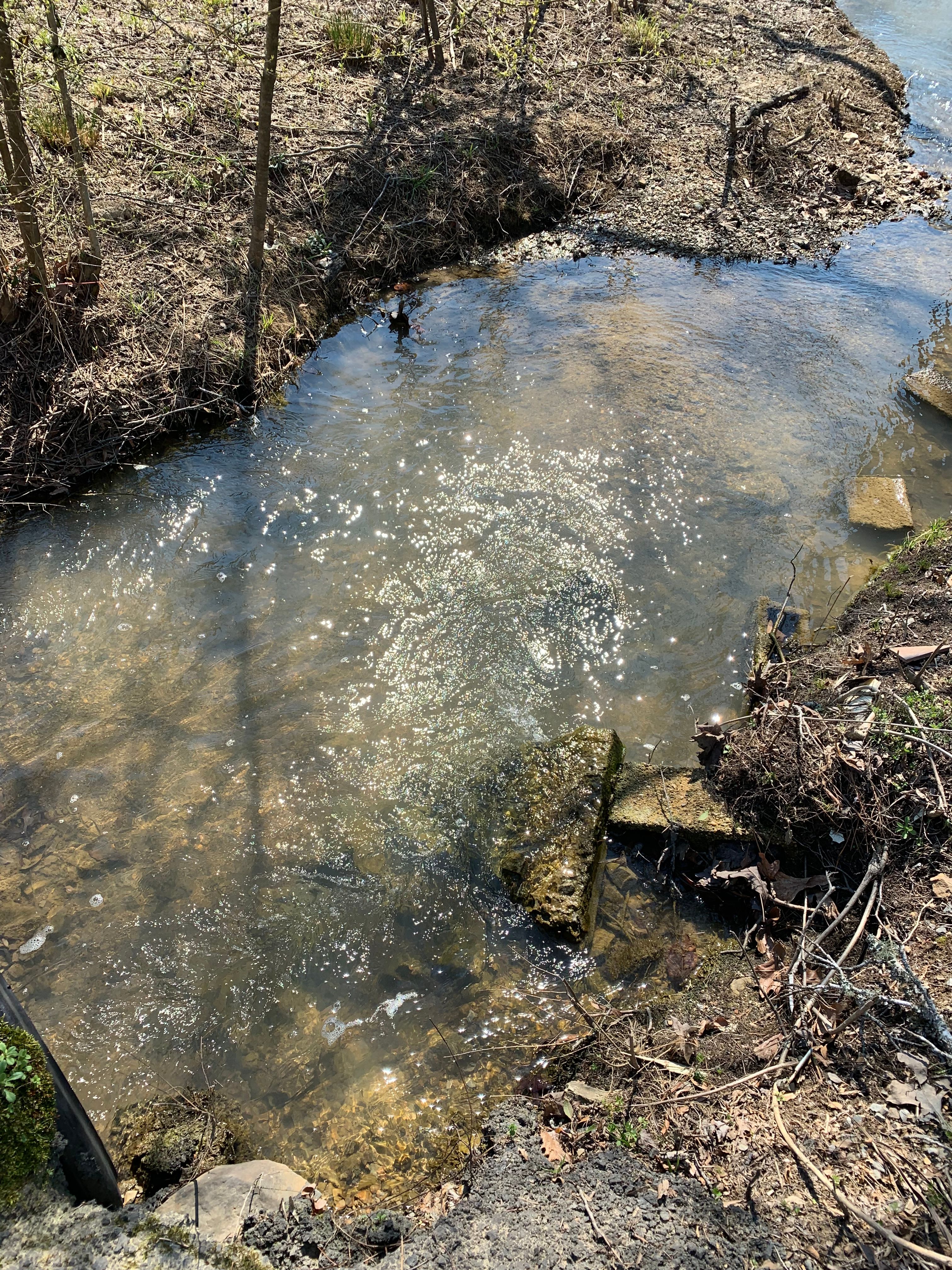 Live creek 