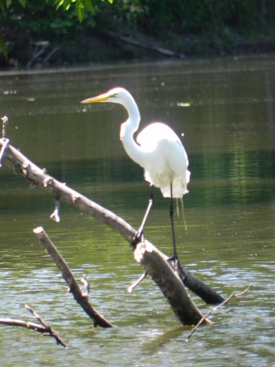 Lots of Bayou wildlife 