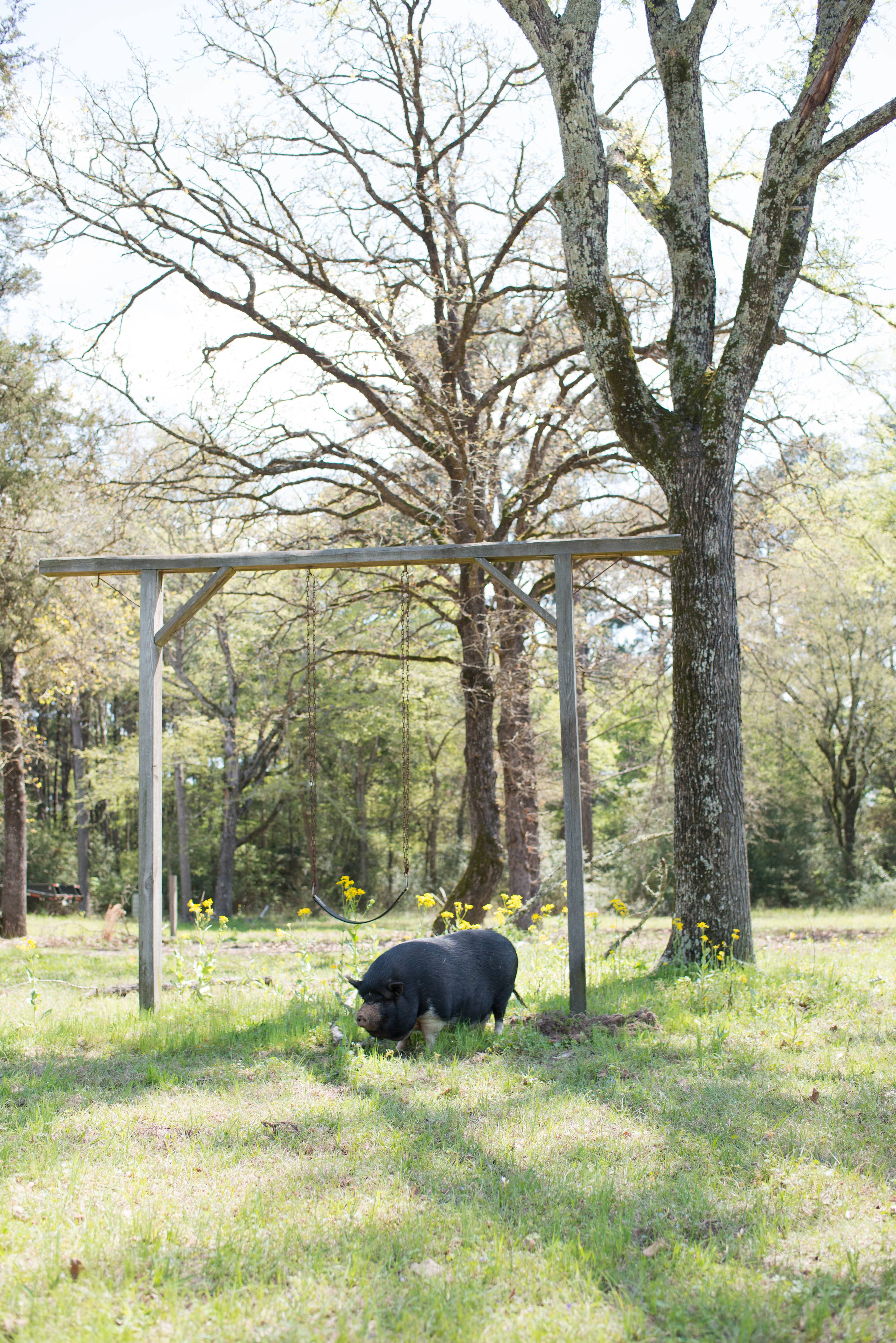 5D RANCH
