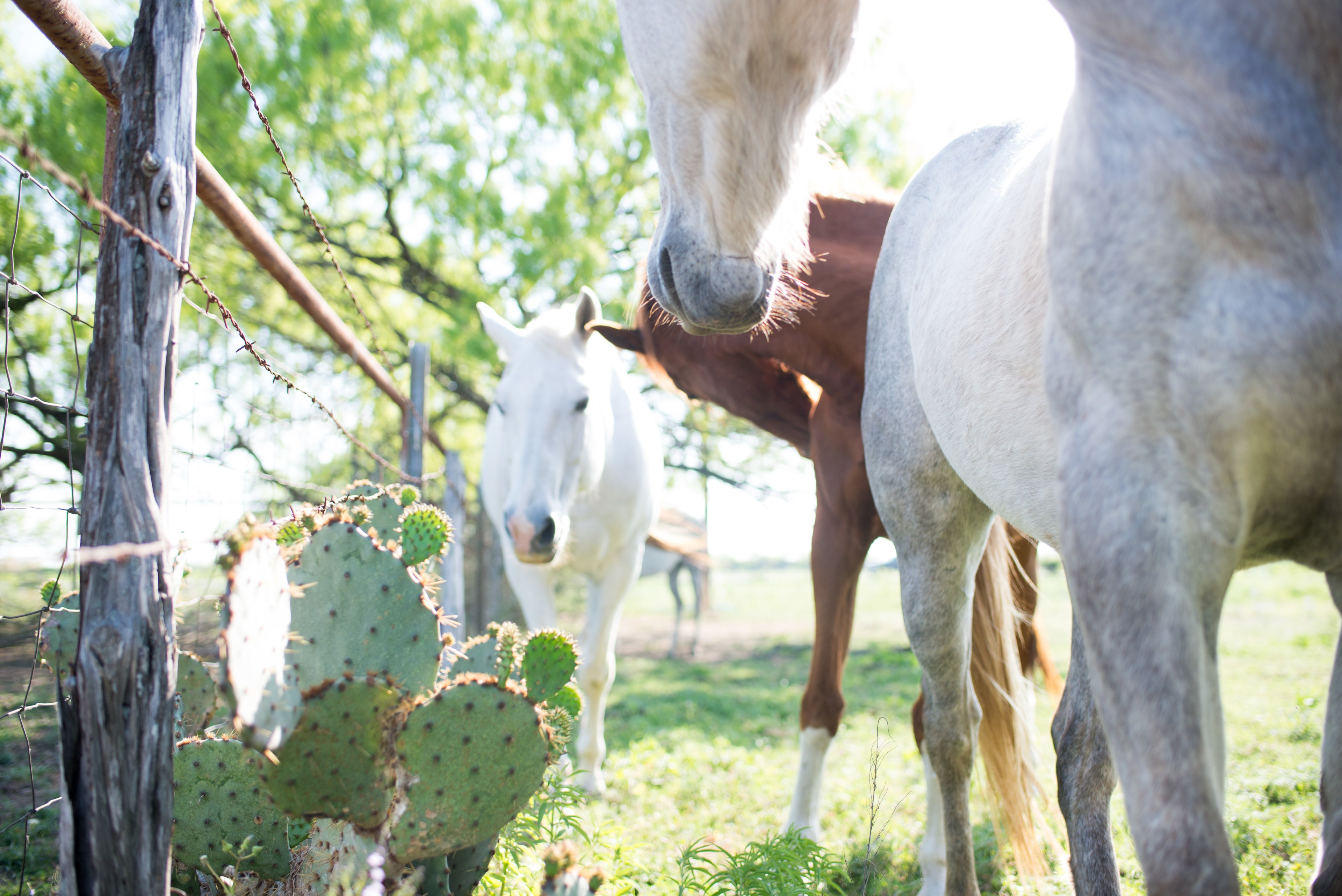 Everfree Shire Ranch