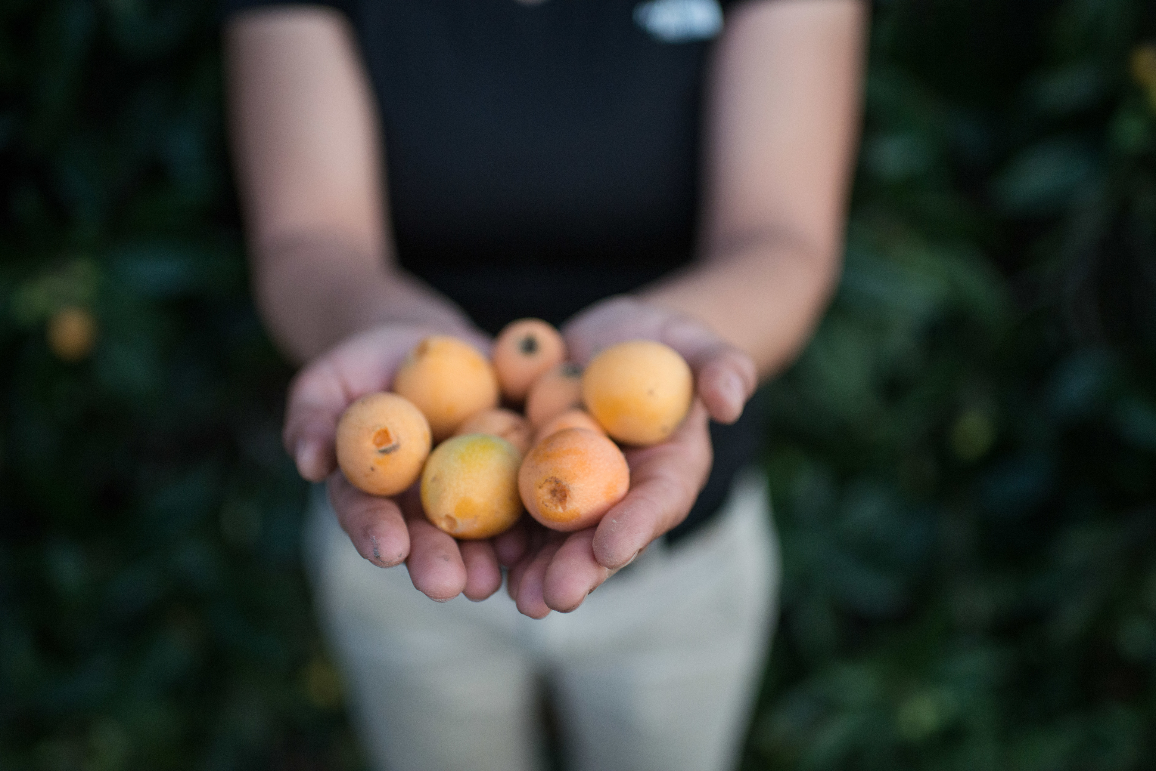 Perfectly ripe Texas loquats