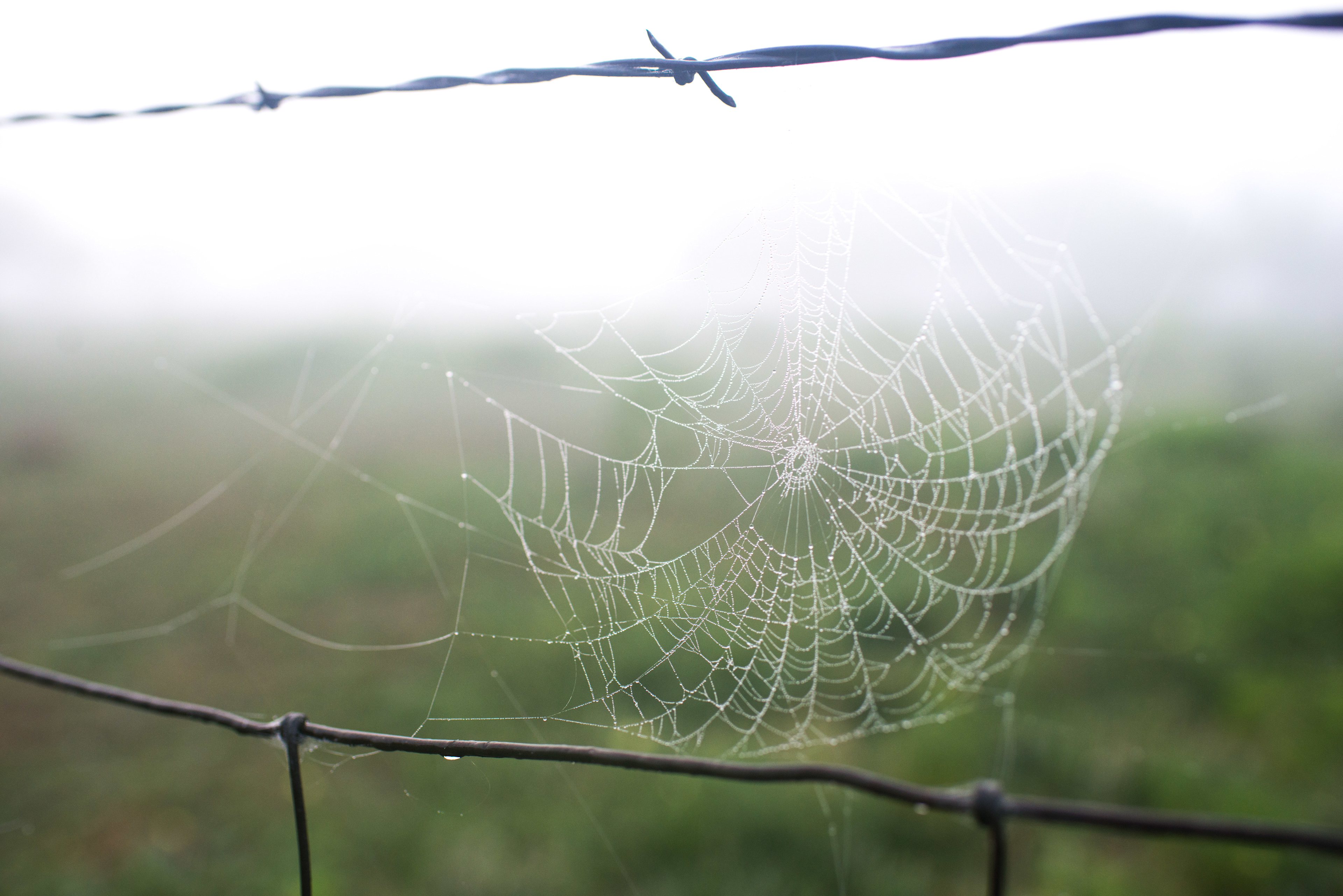 The morning was beautifully misty and we enjoyed the cool affects of the dew