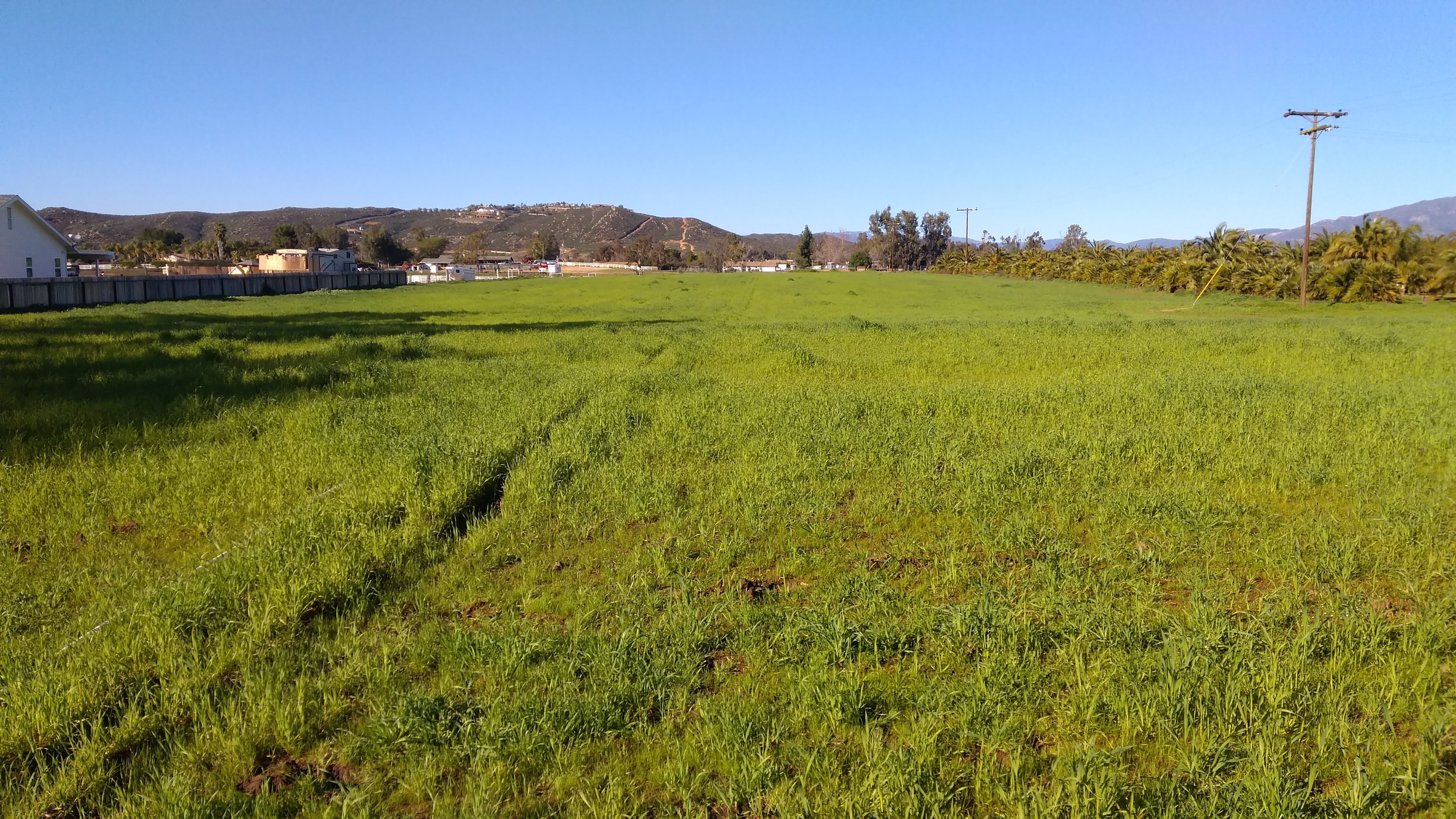 Grassy meadow (Spring). View from main compound.