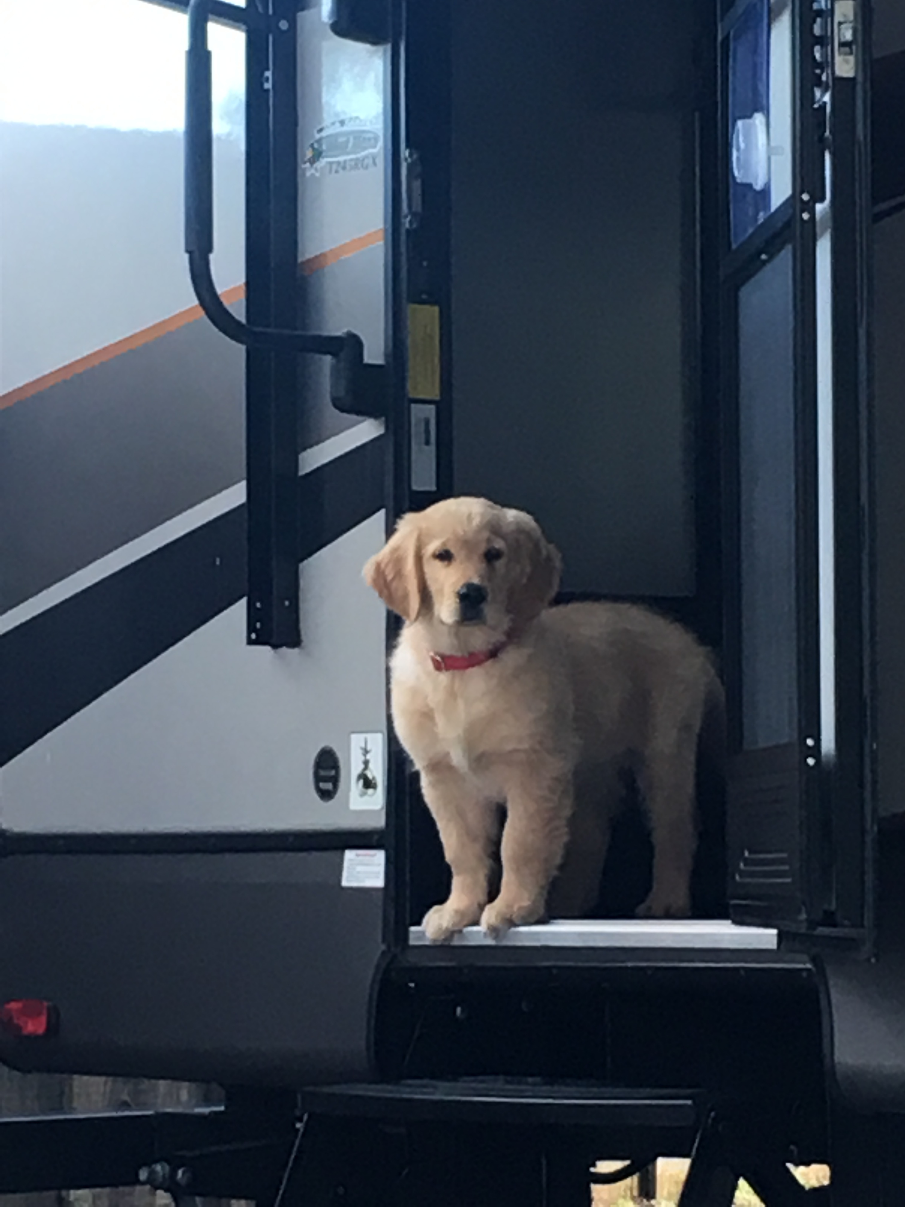 Maverick happily enjoying Hartley's Farm