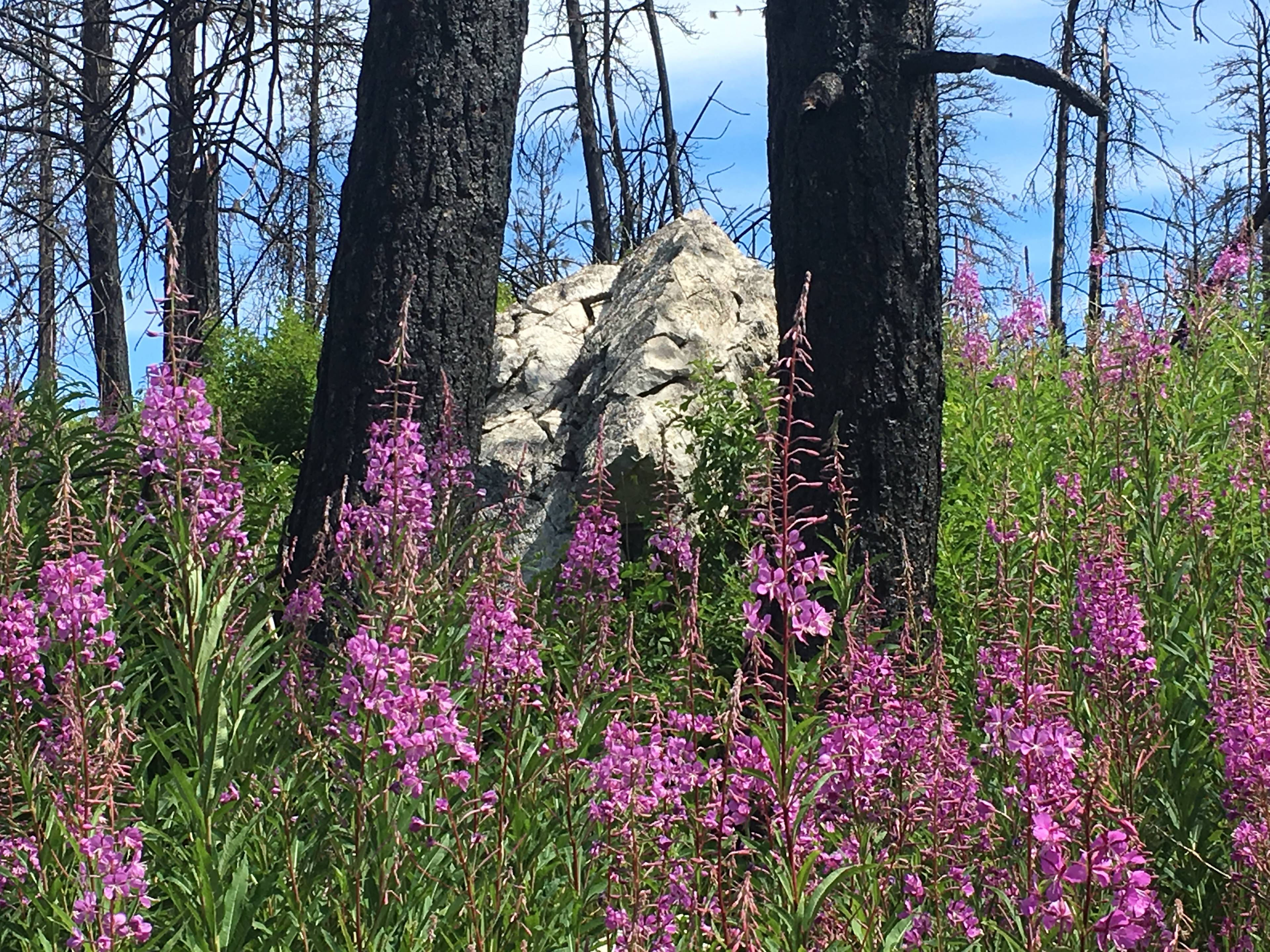 The wildflowers are vast, with over 12 varieties.  