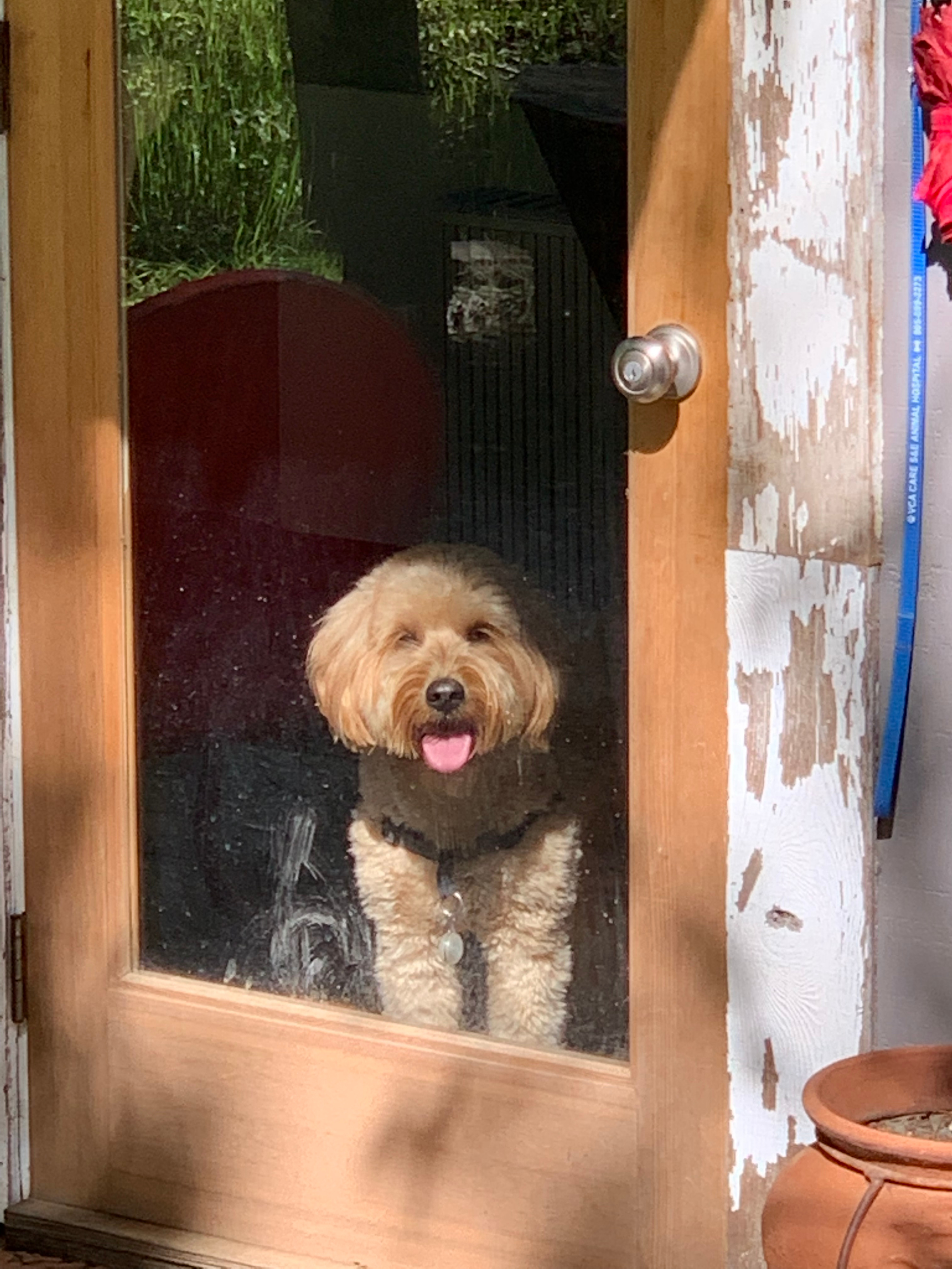 Ollie enjoys the view!