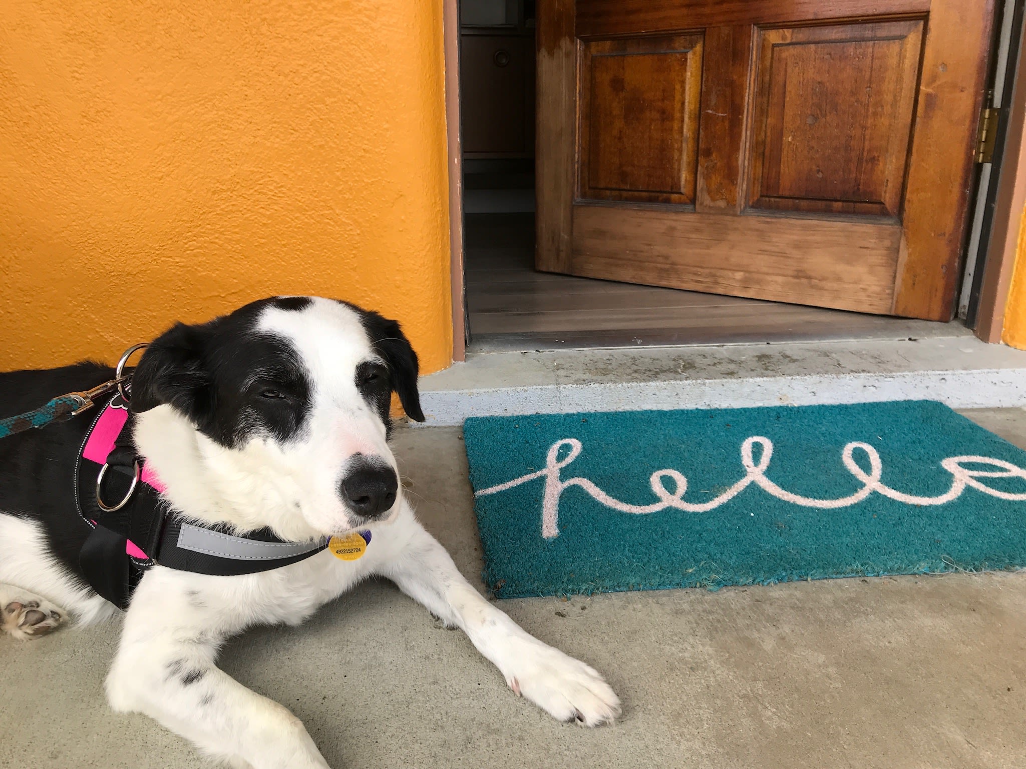 This is "Bee" she is our dog and Bandon Wayside's official greeter. She is kind and gentle with a strong bark. The property welcomes well behaved dogs. 