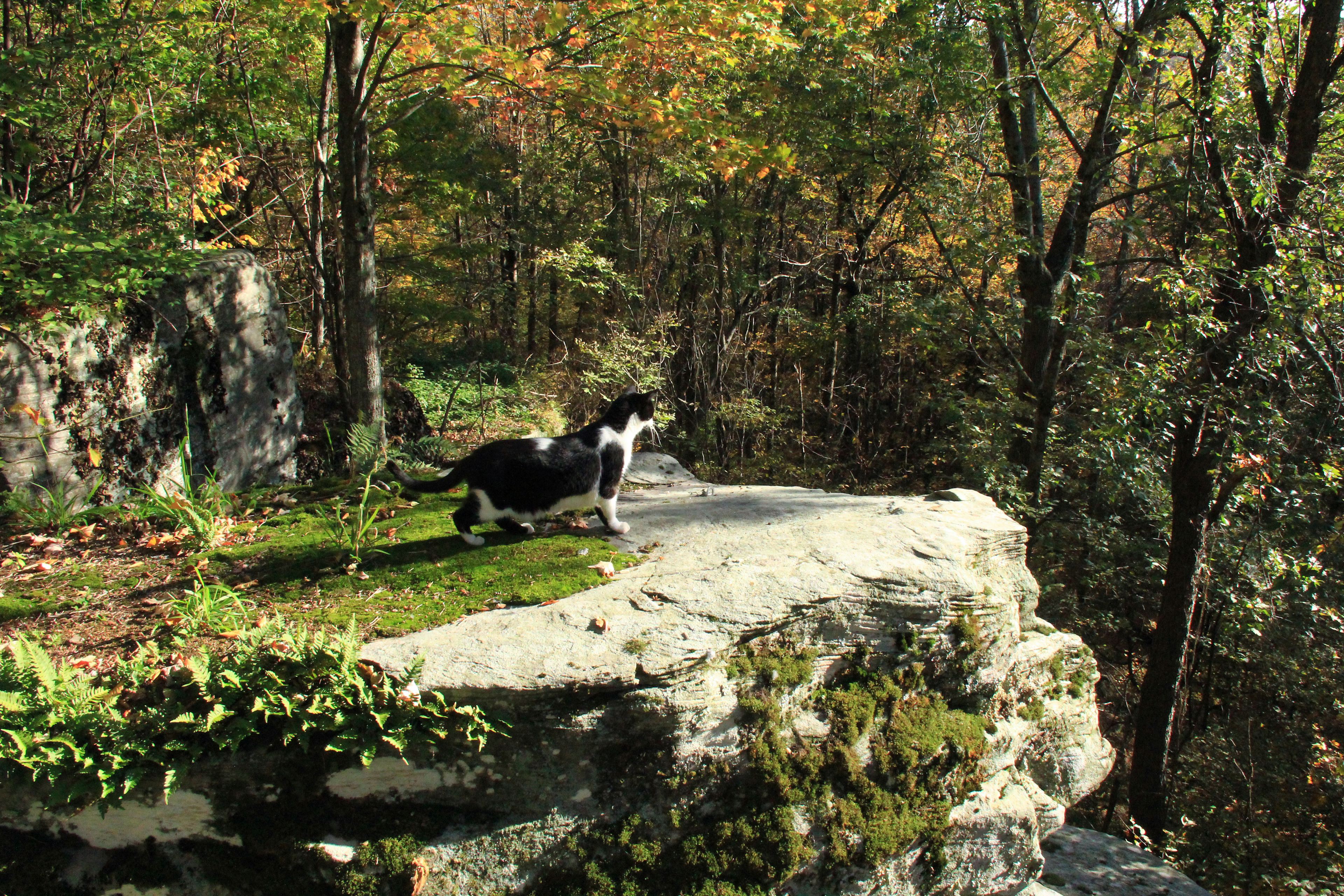The hiking cat, exploring the rock ledges that adorn the property.