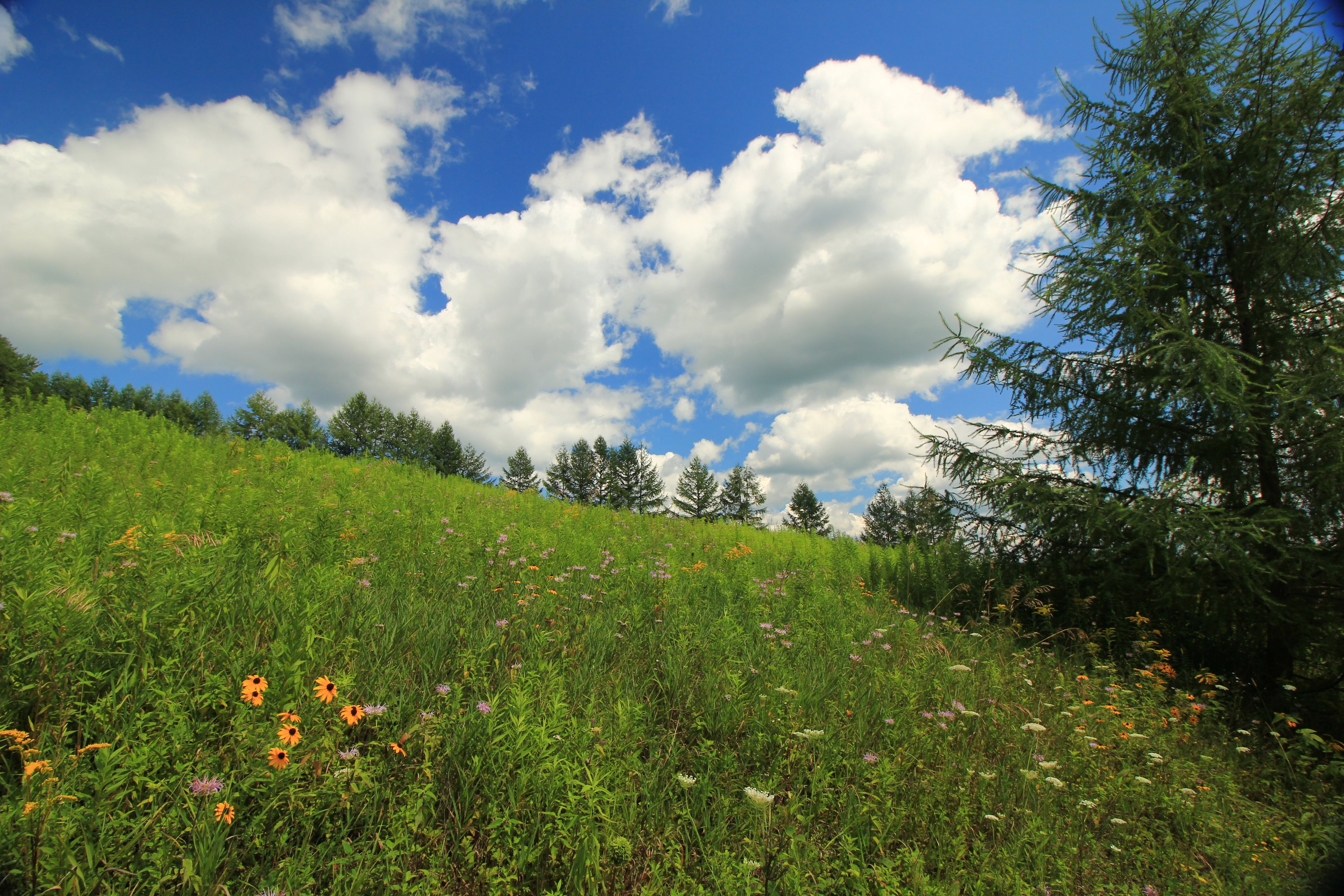 Our small field with wildflowers blooming.