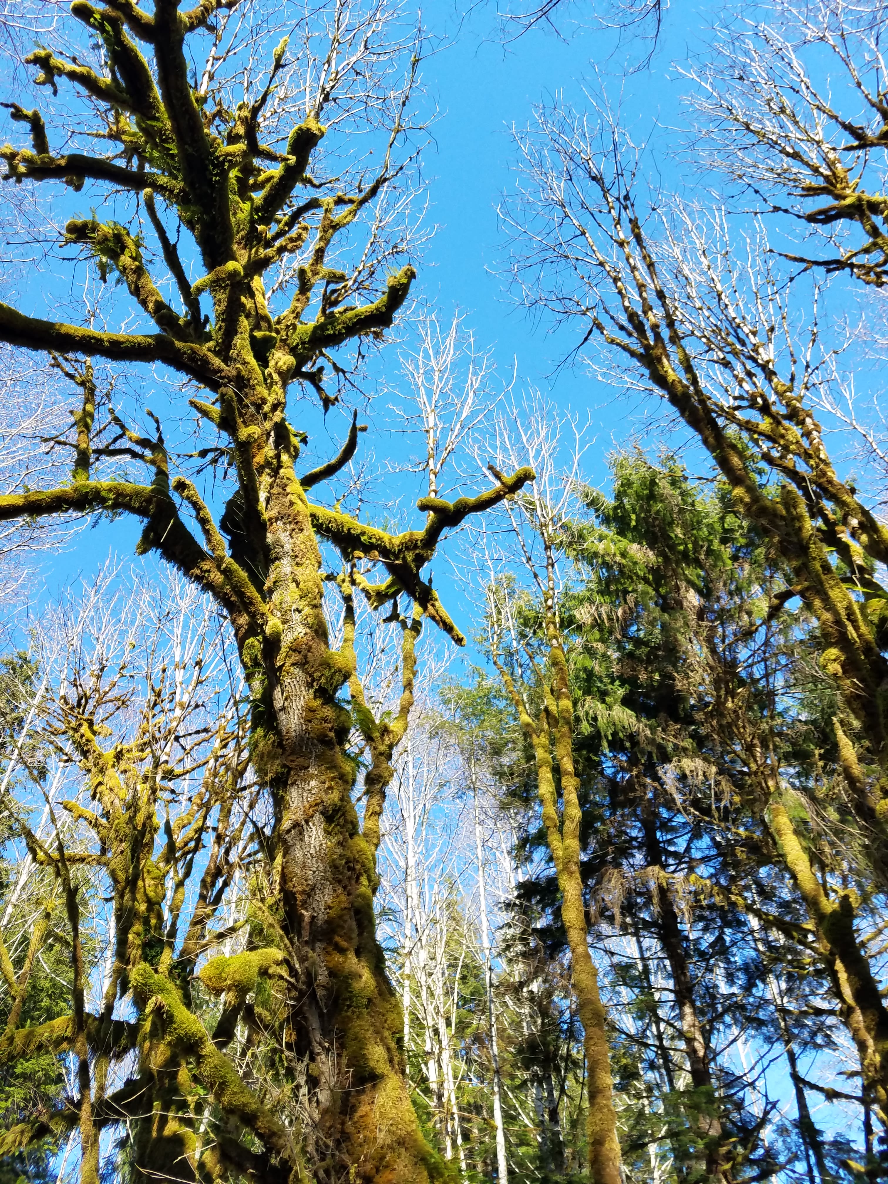 large old maple tree