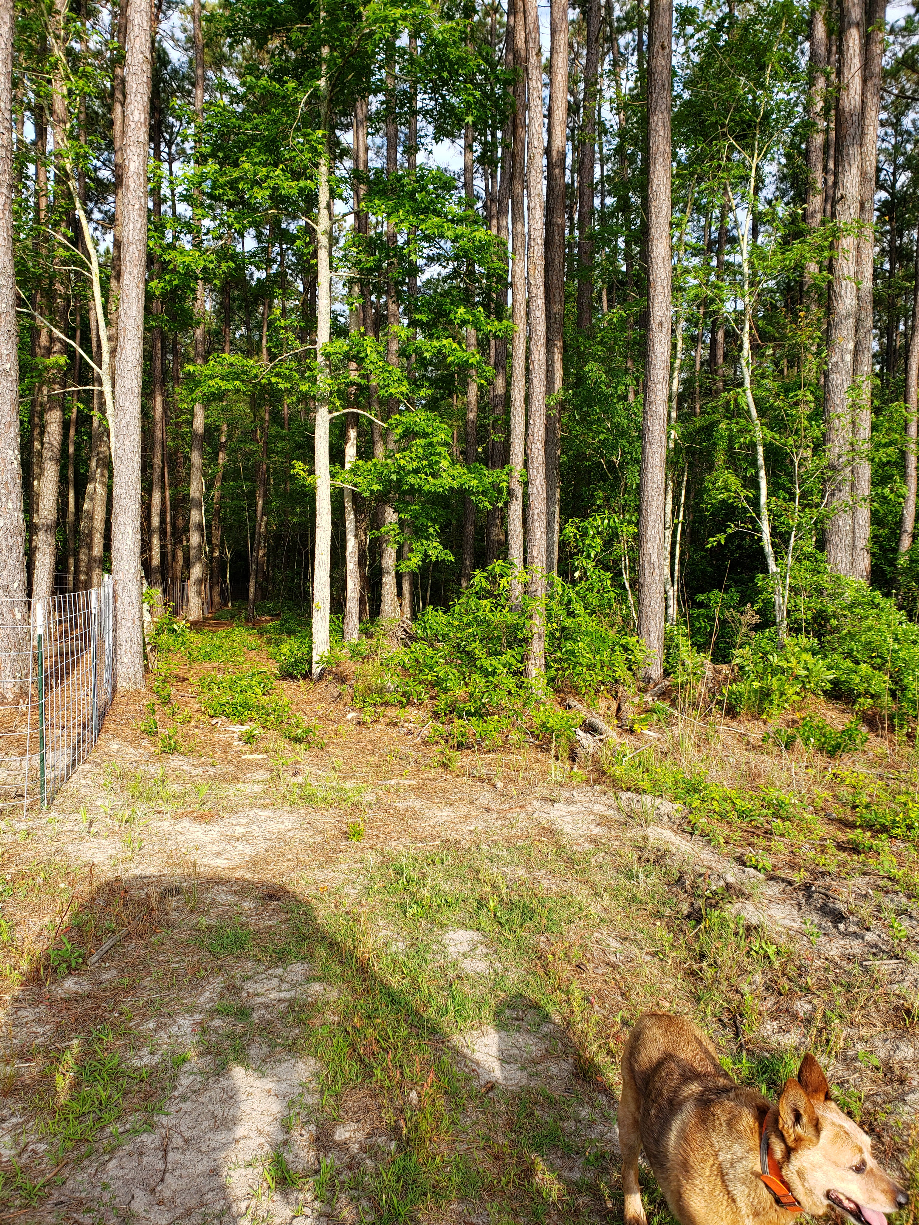 Another area for roughing it tent set up 