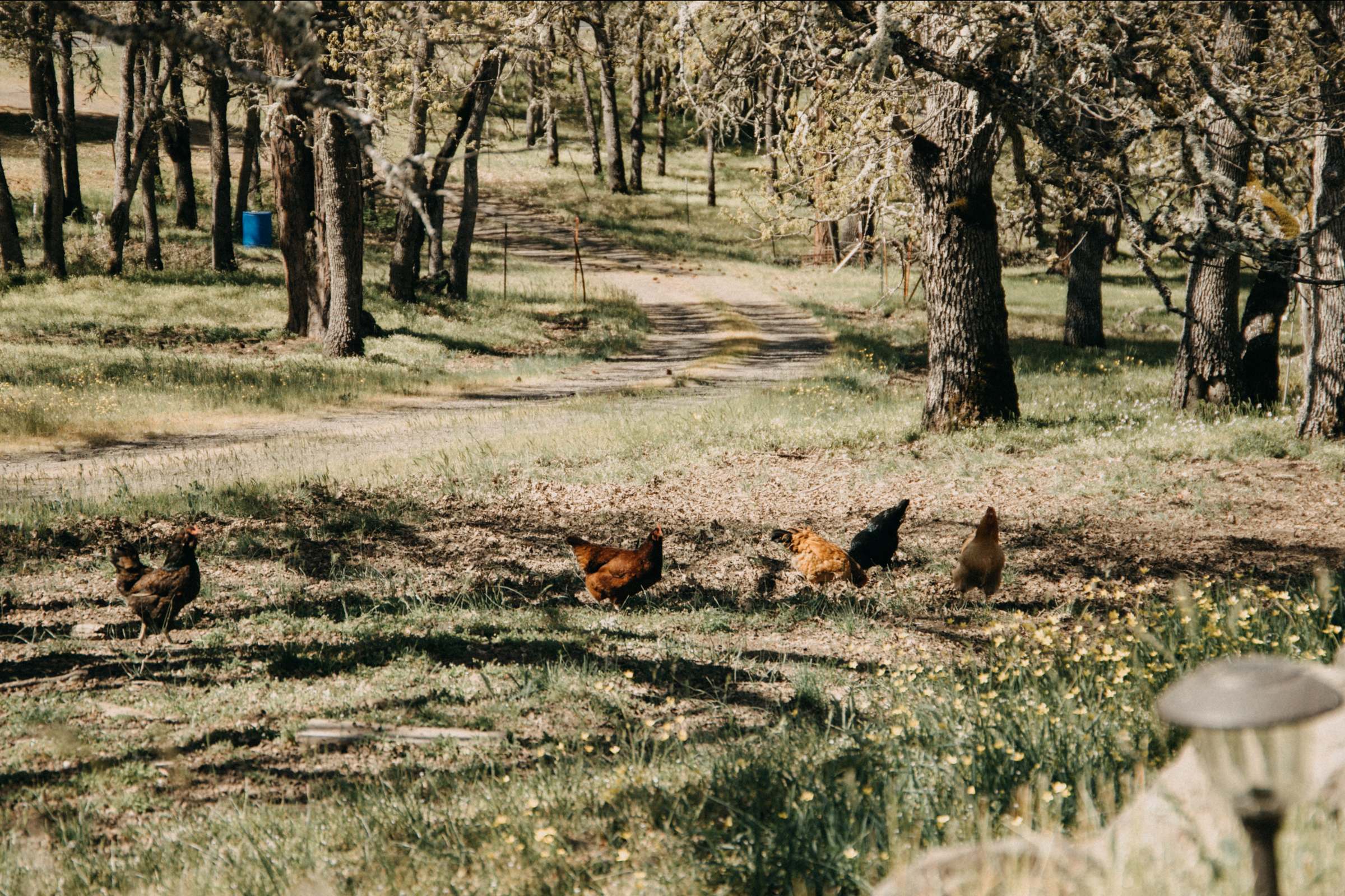 Her super friendly chickens