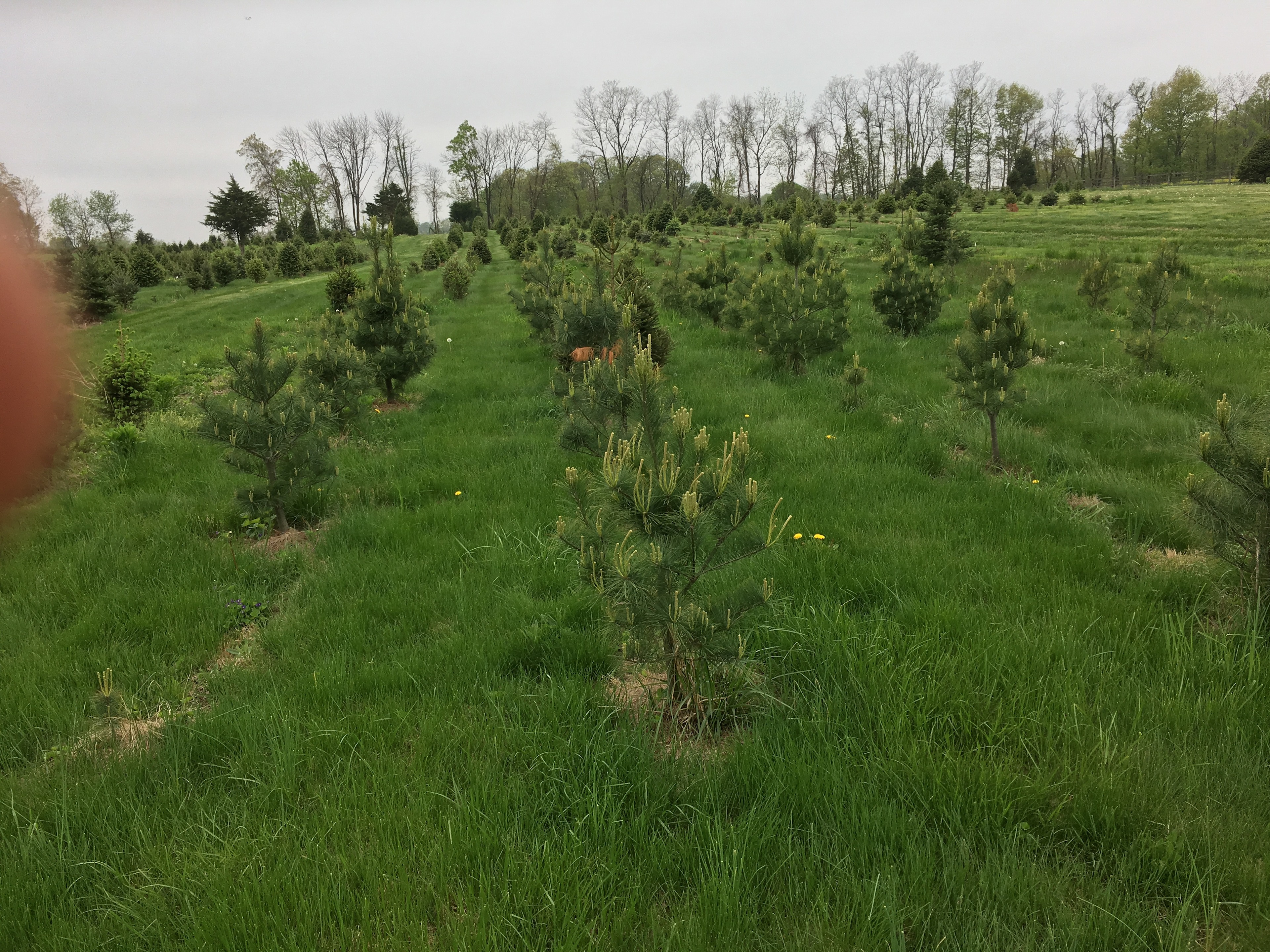 Christmas Tree Farm with Views