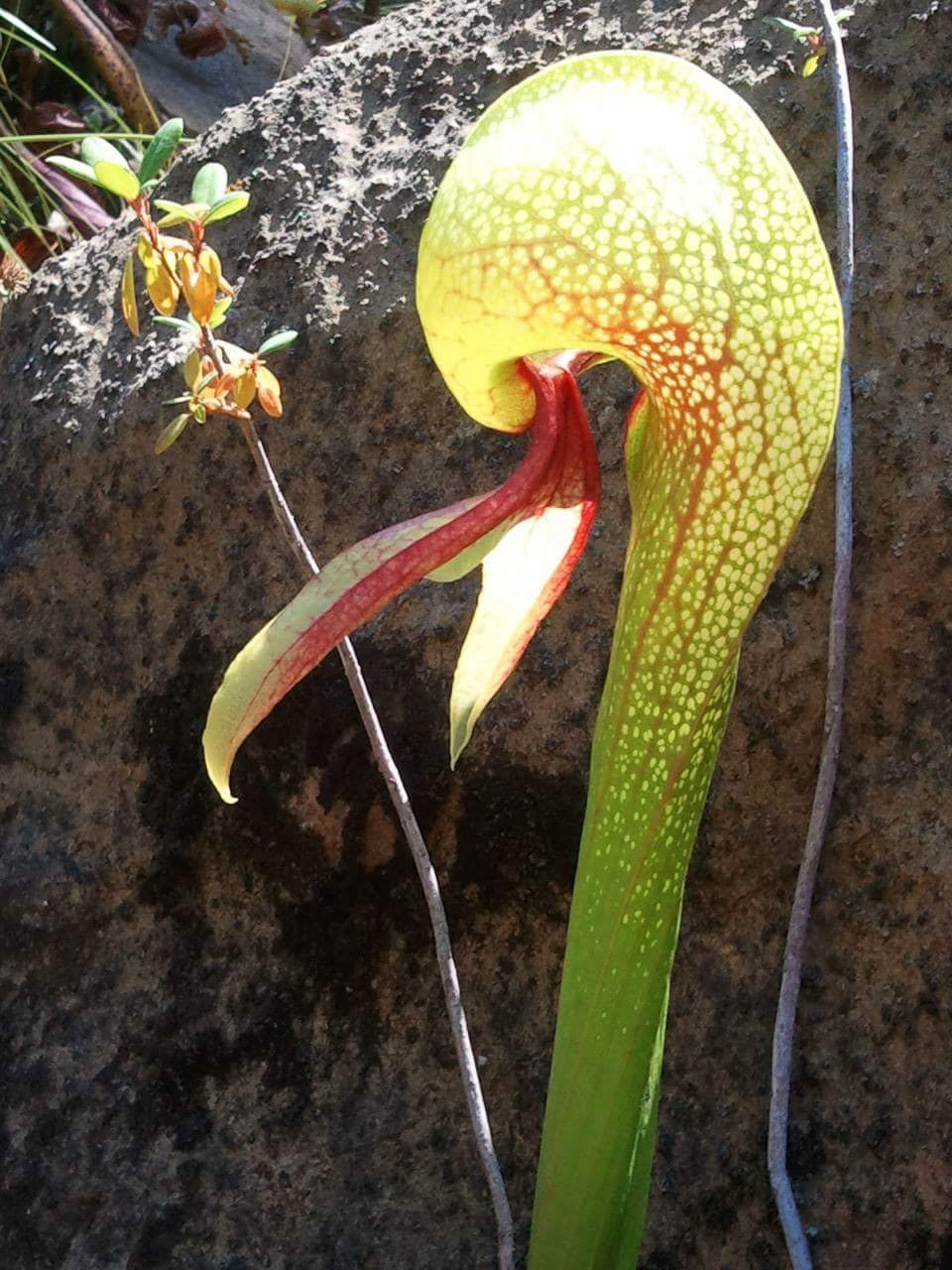 Darlingtonia (native carnivorous plant) that grows locally.