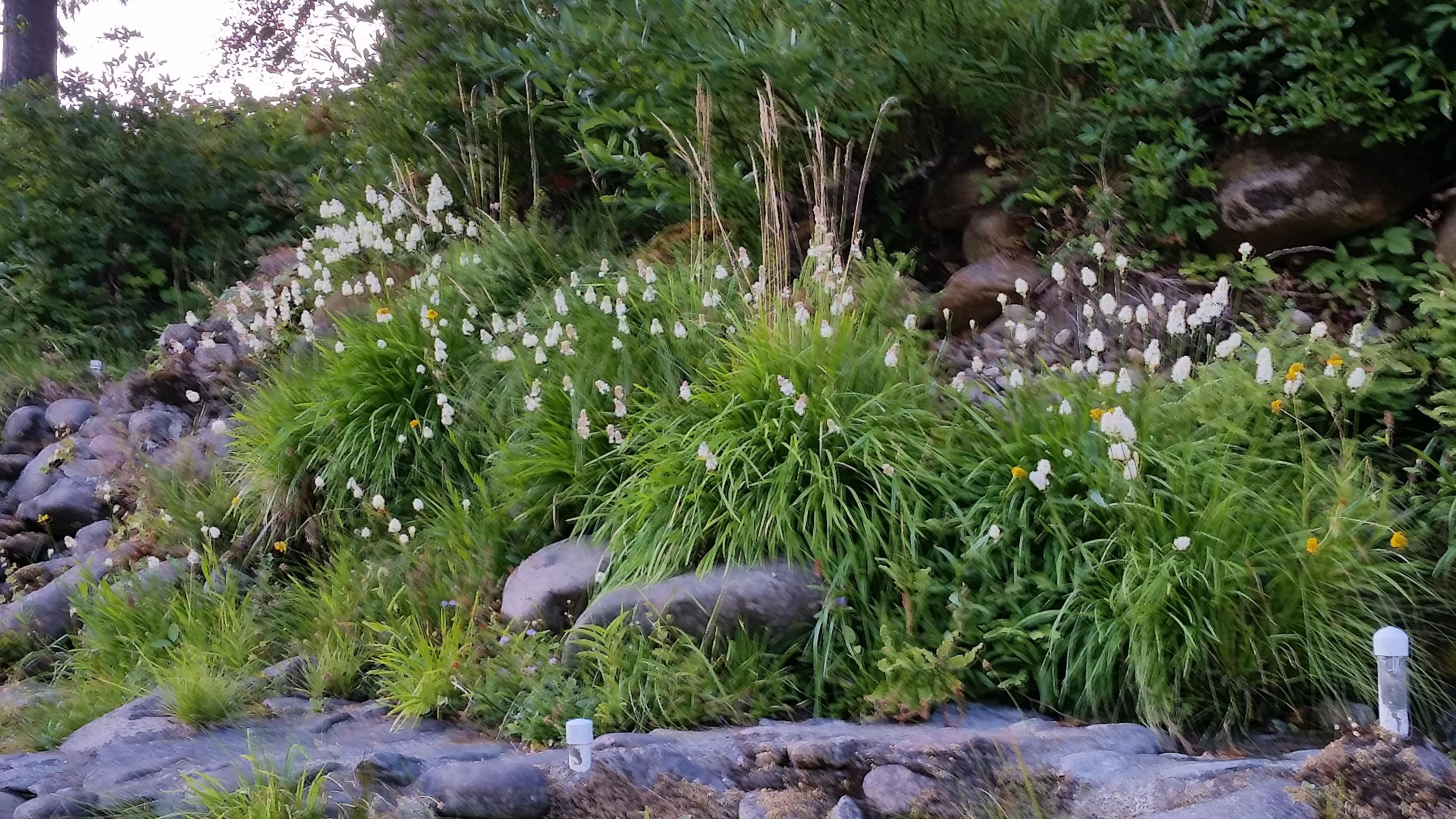 Pathway to the river with tolfieldia in full bloom