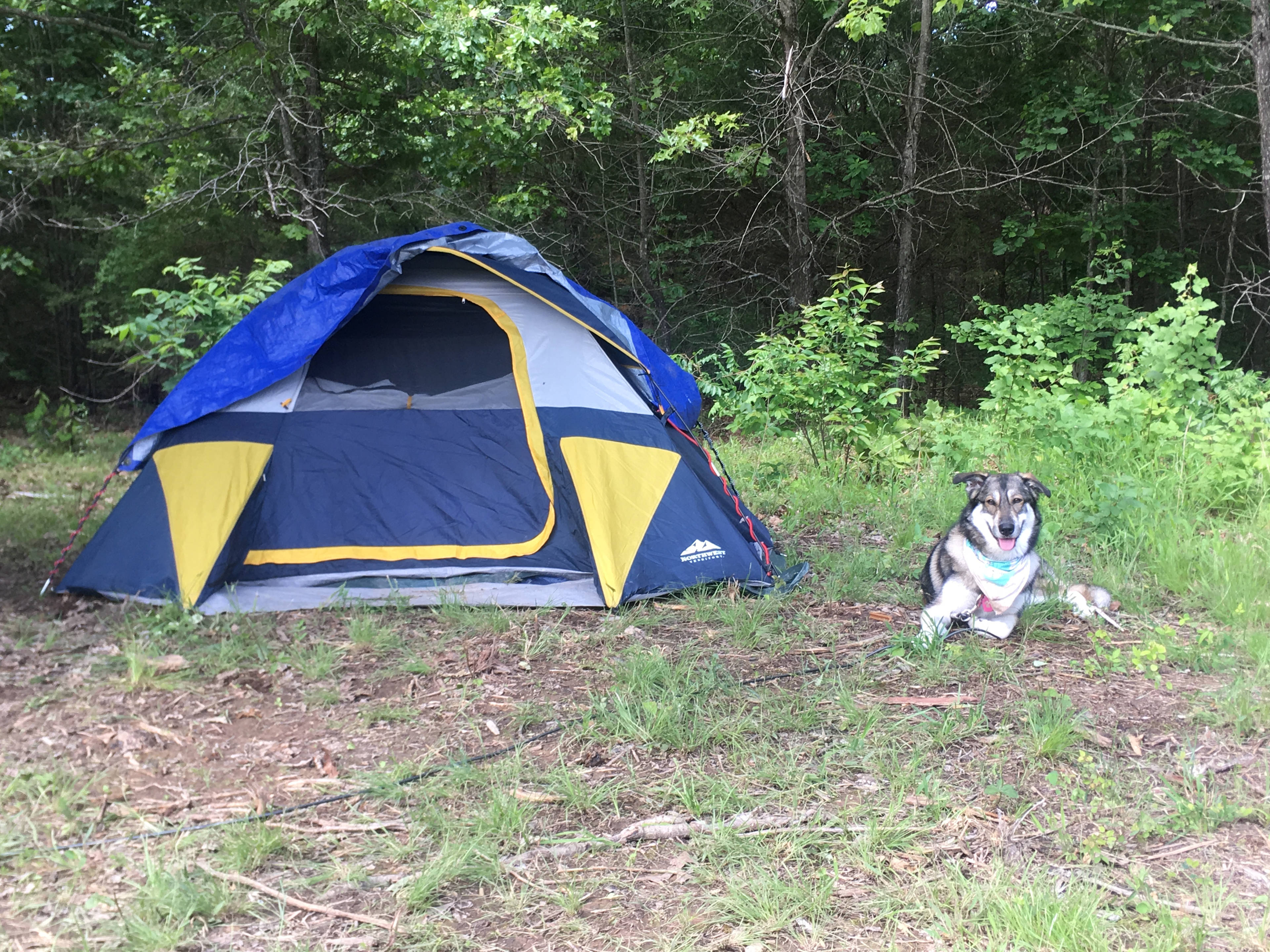 Koda and the tent at site 1