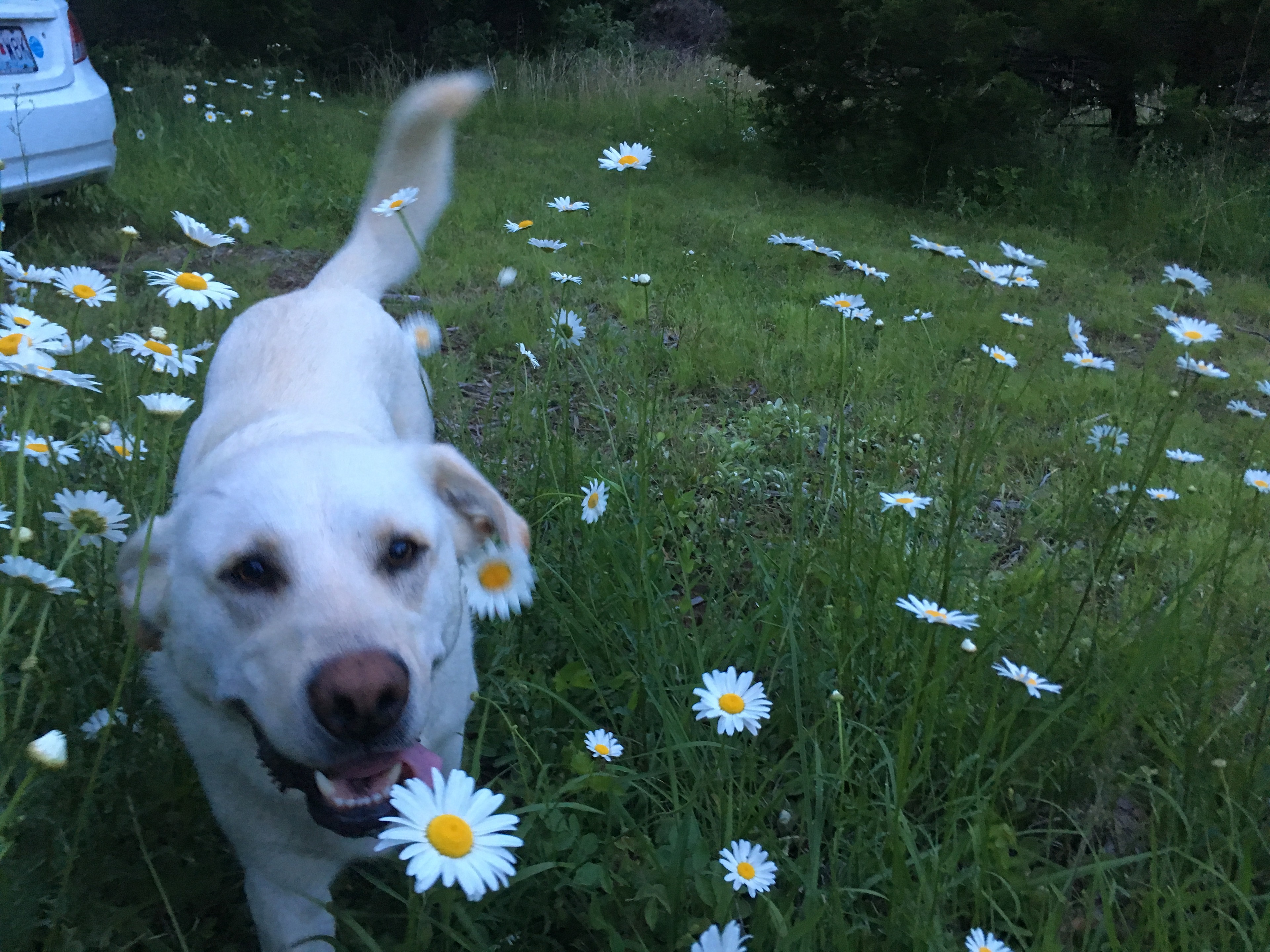 Rudy in the daisies