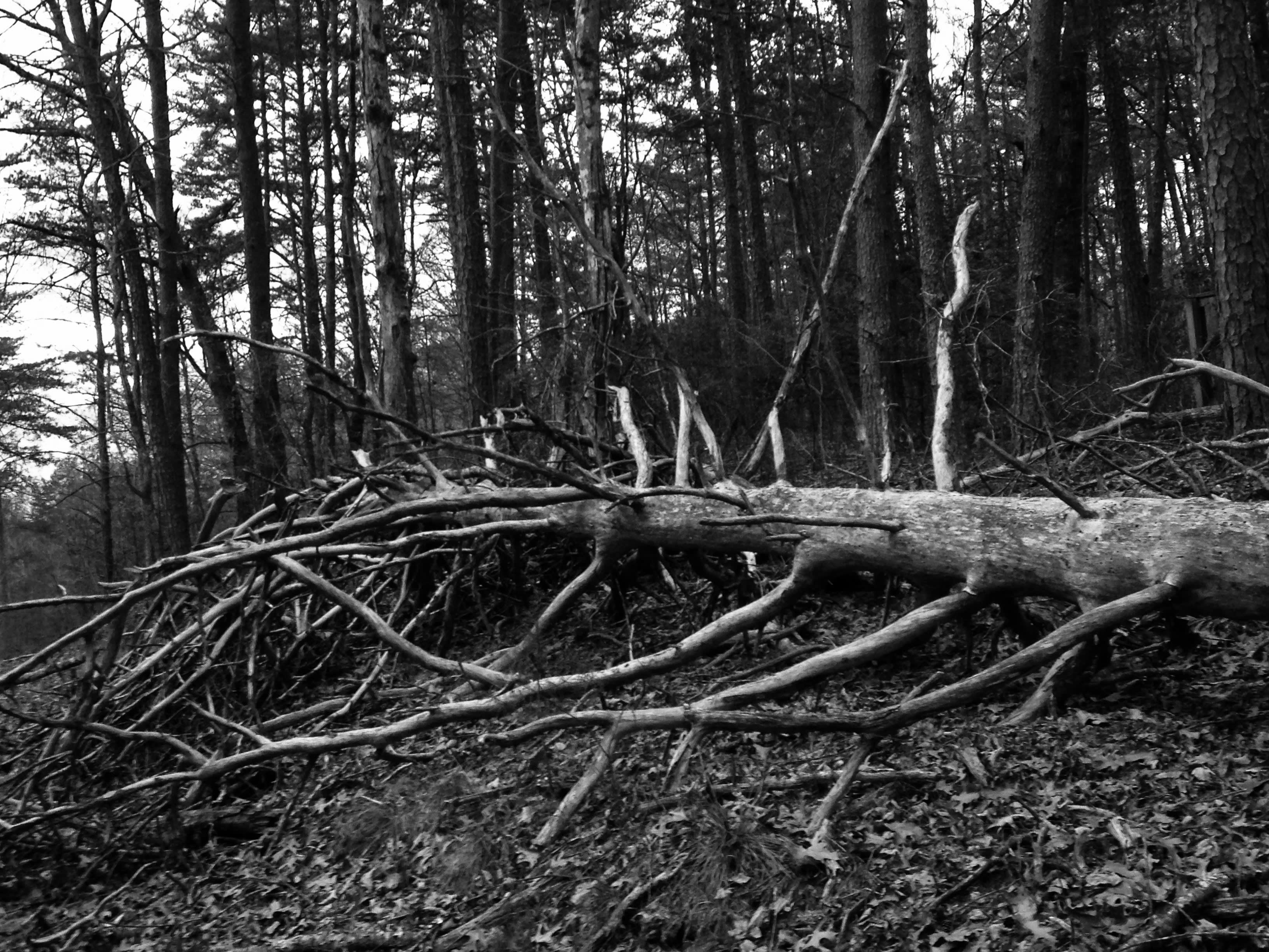 Downed tree on pathway to toolshed.