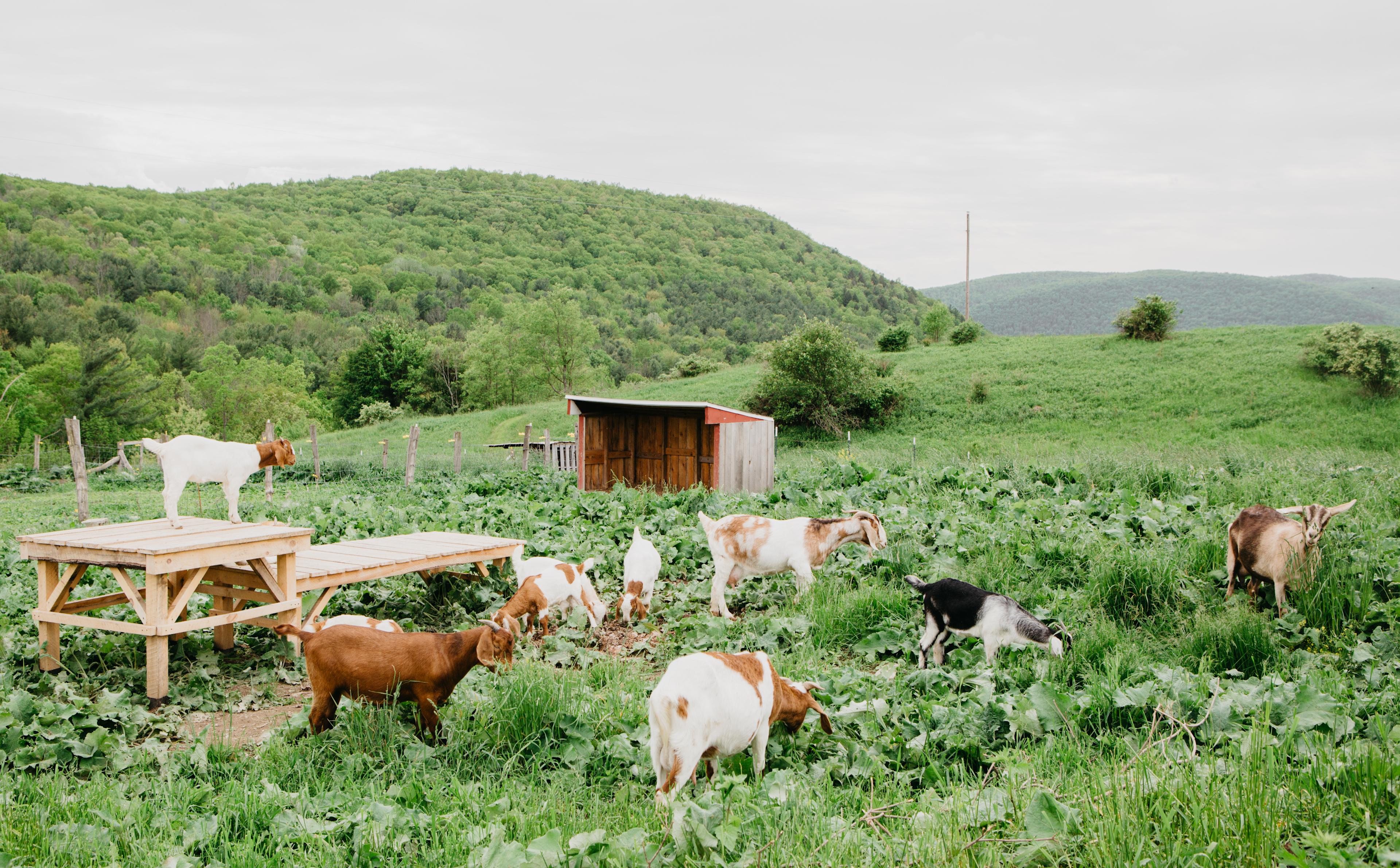 A view of a group the resident goats that reside on the ZiegenVine Homestead.