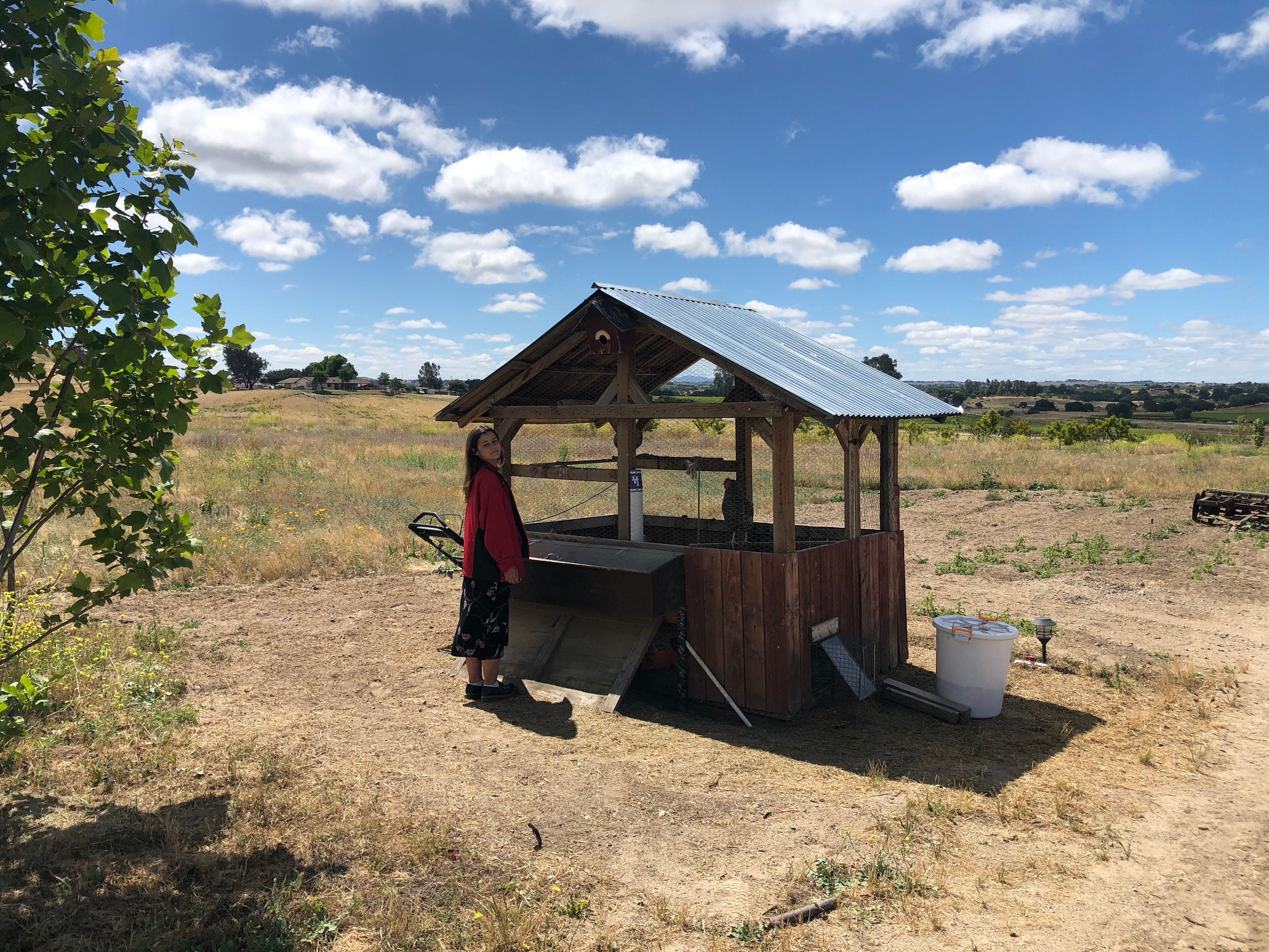 Chicken coop!