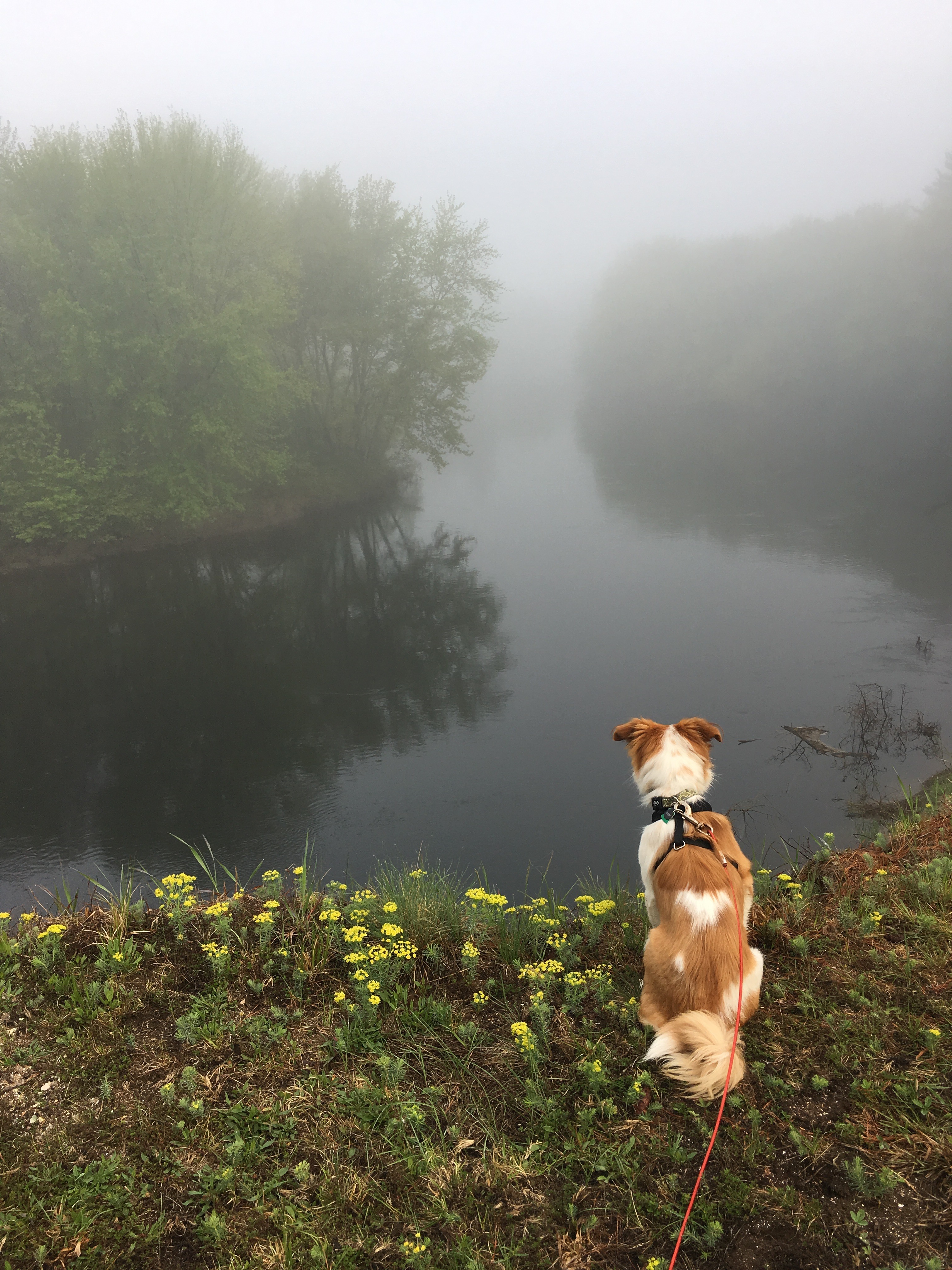 Woody’s first camping trip! He loved it here. So much to look at 😂