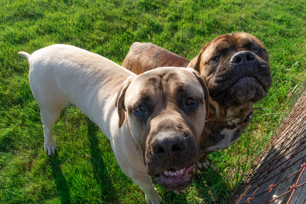 The neighbors cute dogs that greet you on the way in