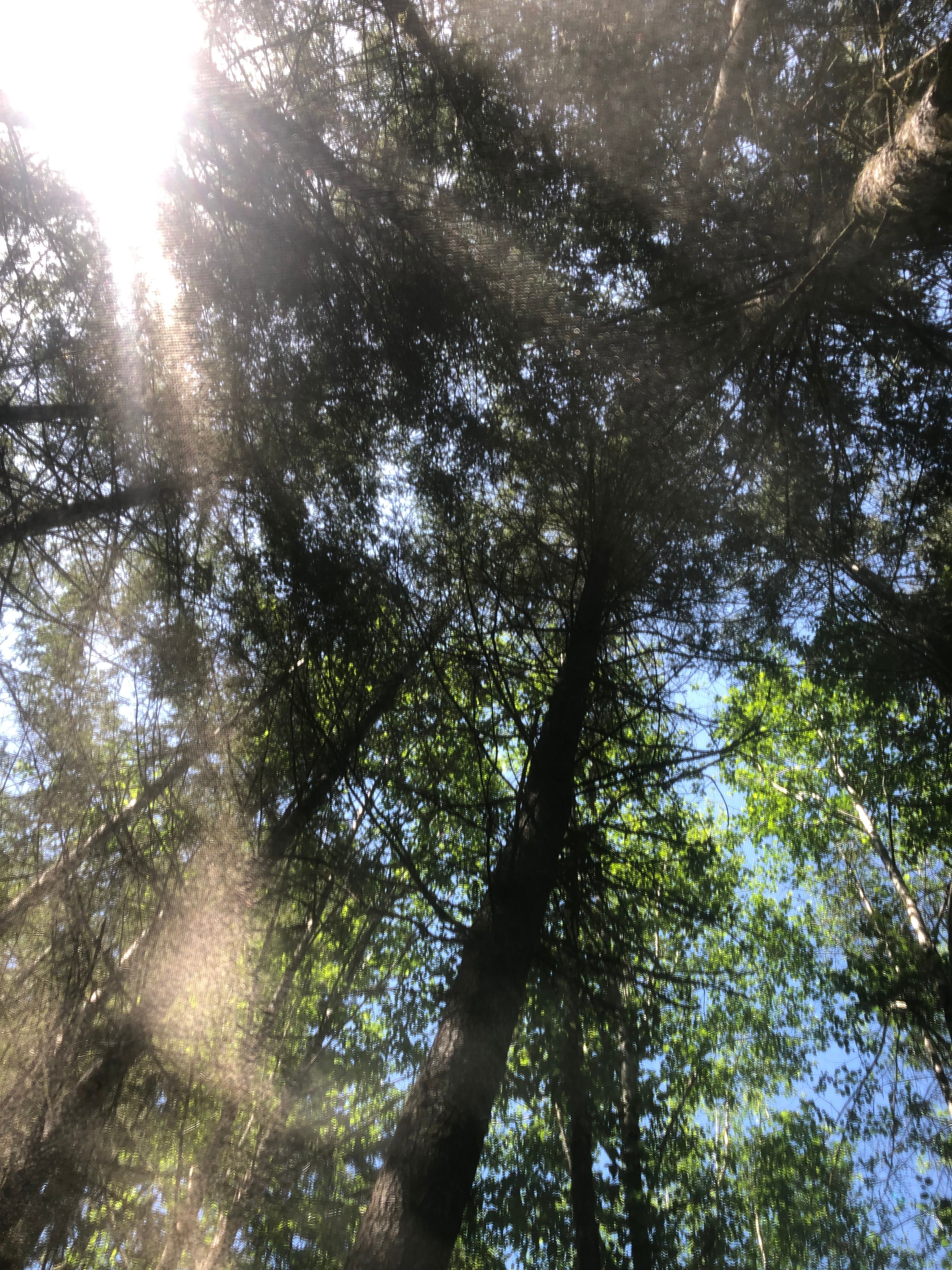 View from inside the Tree-tent