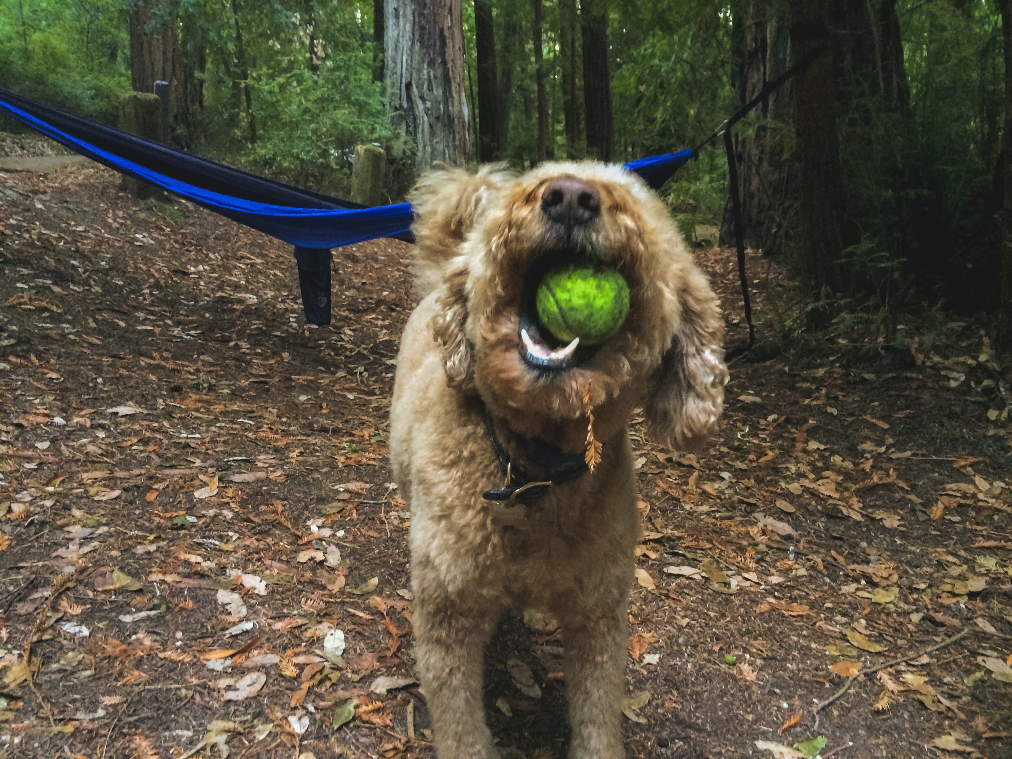 hanging at the campsite 