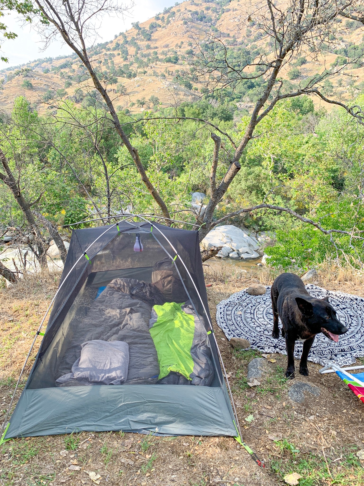 The helpful dog, Tule.