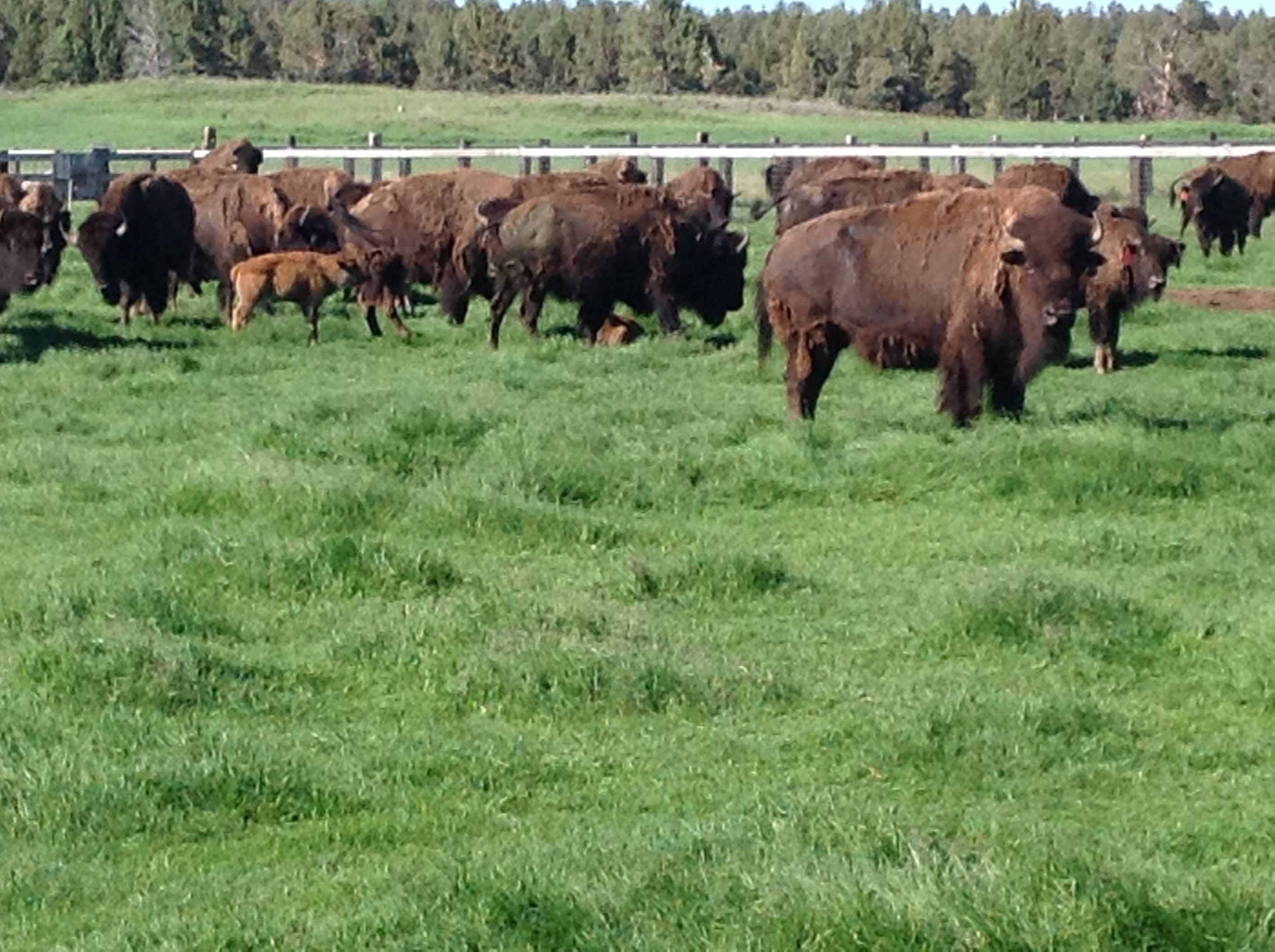 Bison calving season all summer, new weekly arrivals