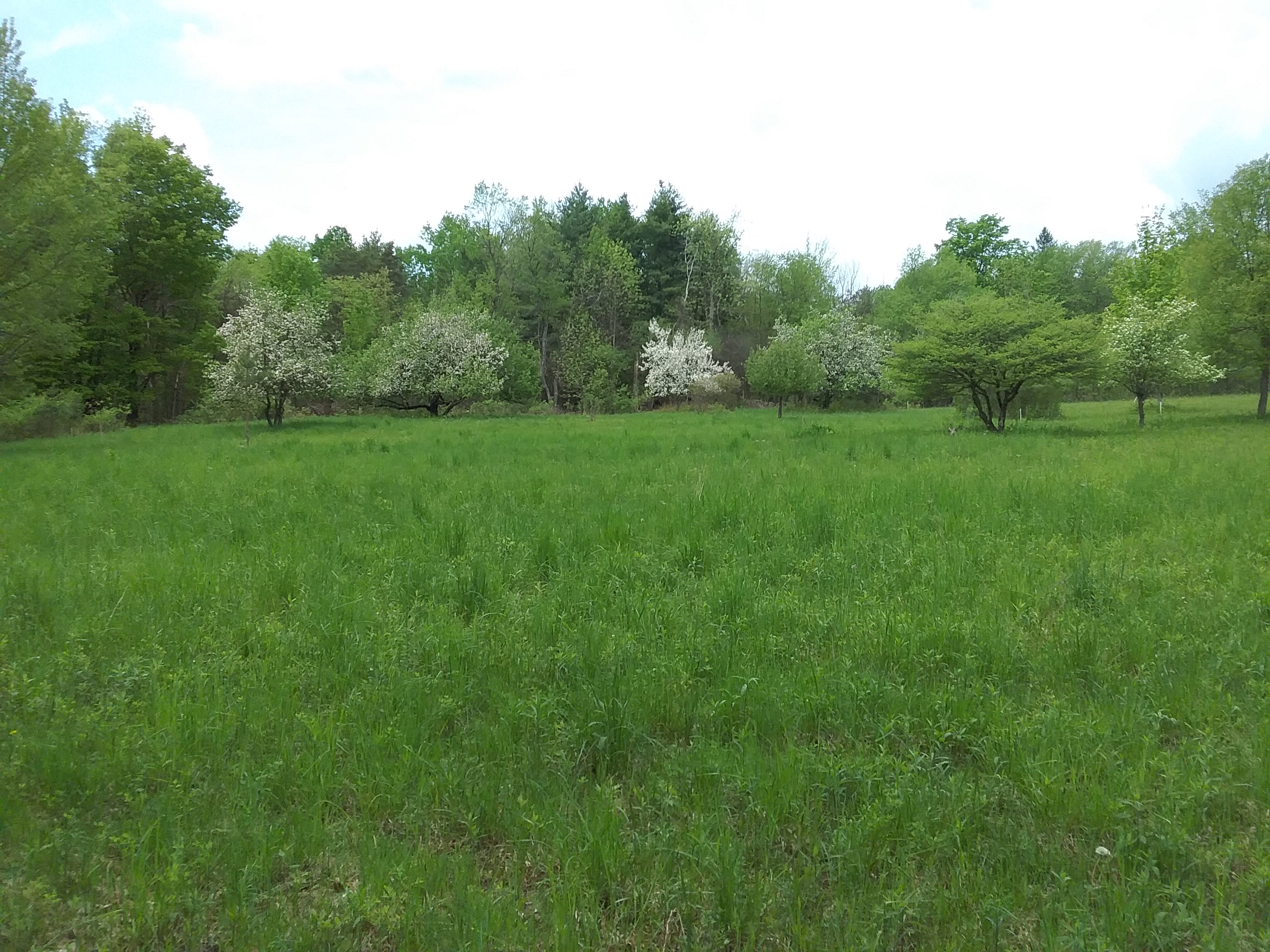 Hidden Meadow Camping