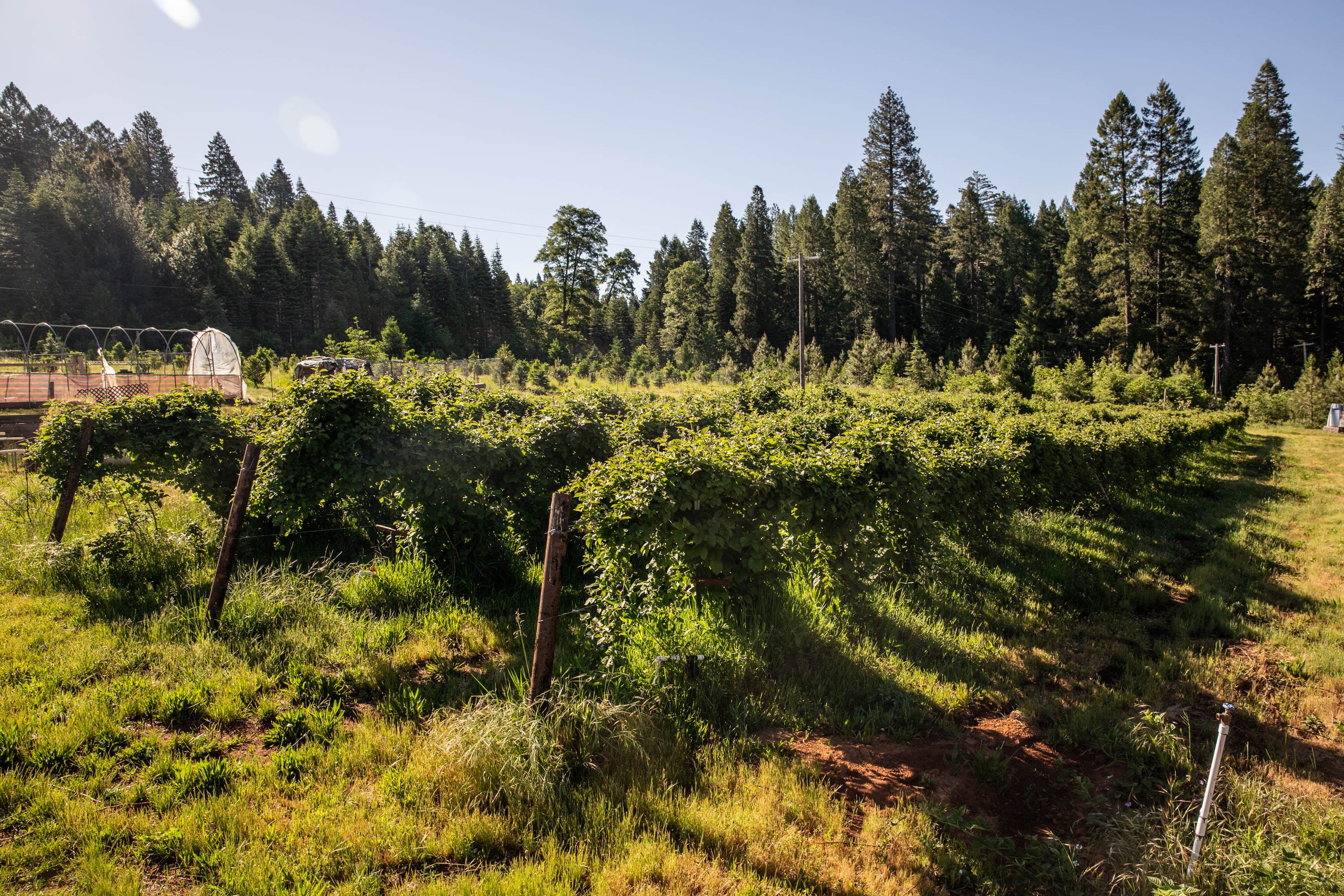 Harris Family Farm and Forest