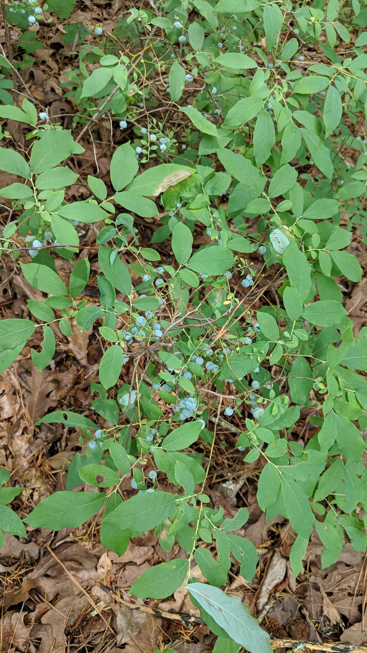 KALEIDOSCOPE FARM - Nature!