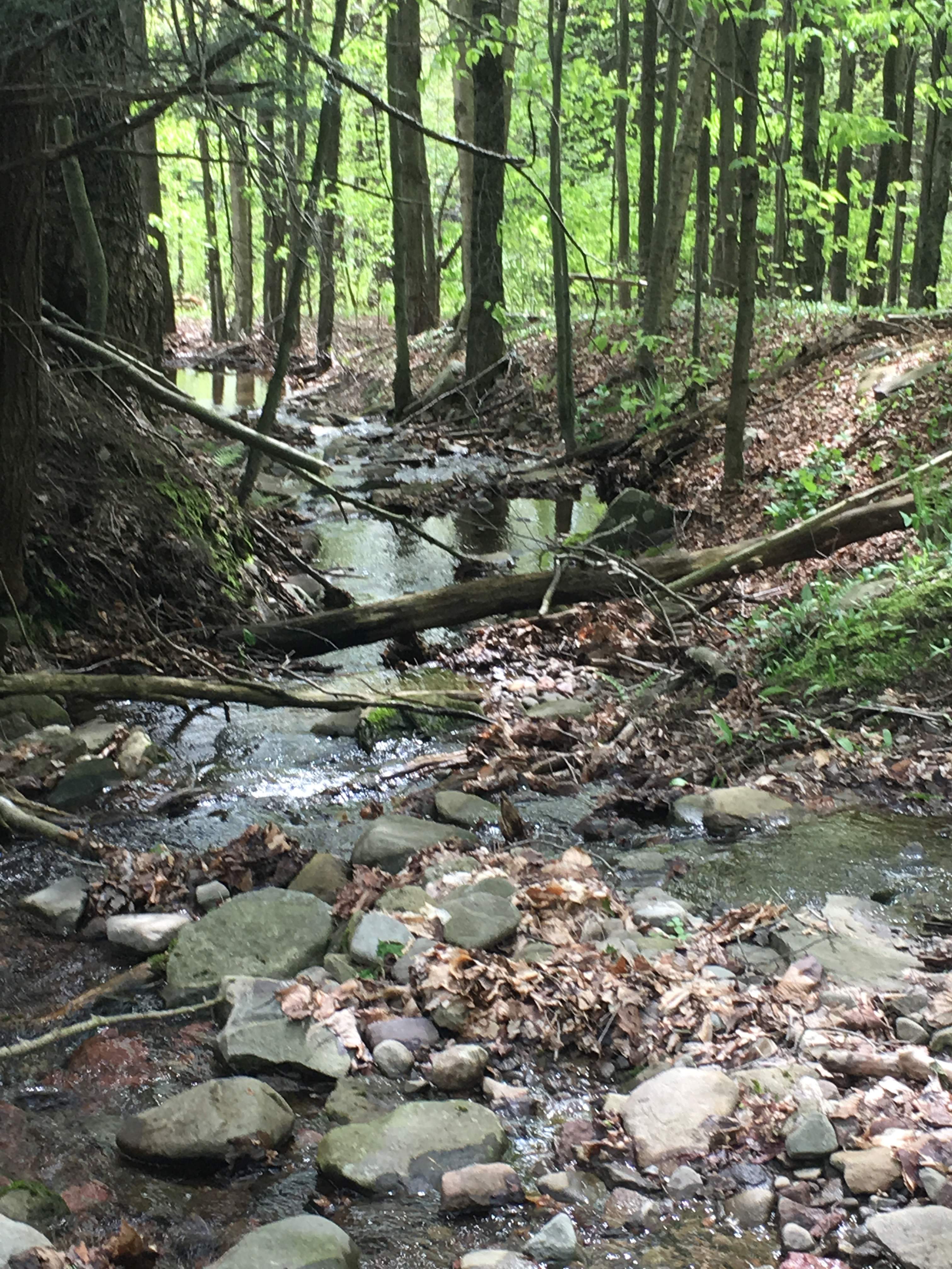 your tent site  open area flat 