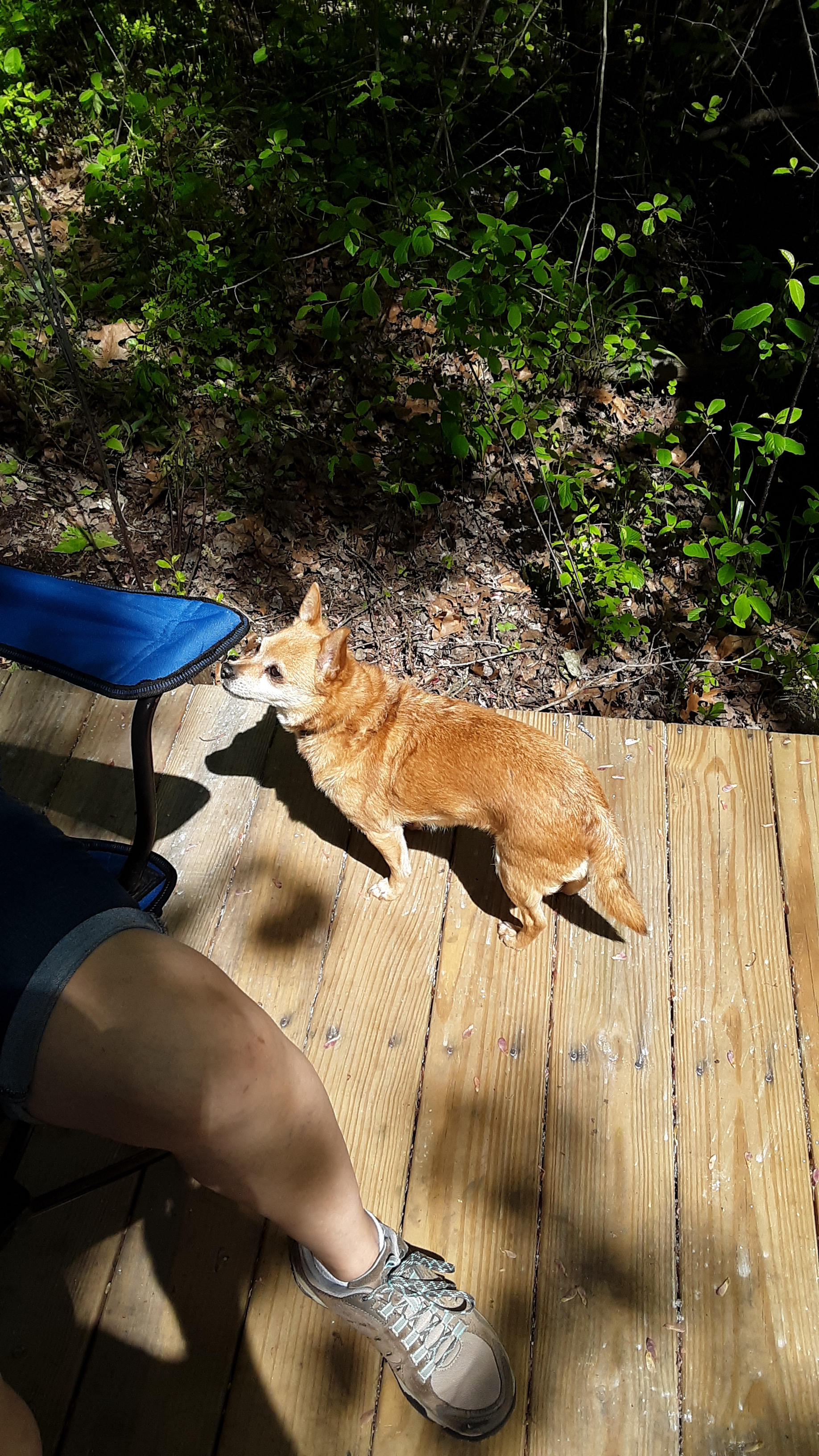 FOXY LOVE!!
BEST VISITOR EVER!!!
WISHED SHE WOULD OF STAYED BUT SHE LOVES HER MOMMA JAE!!! 